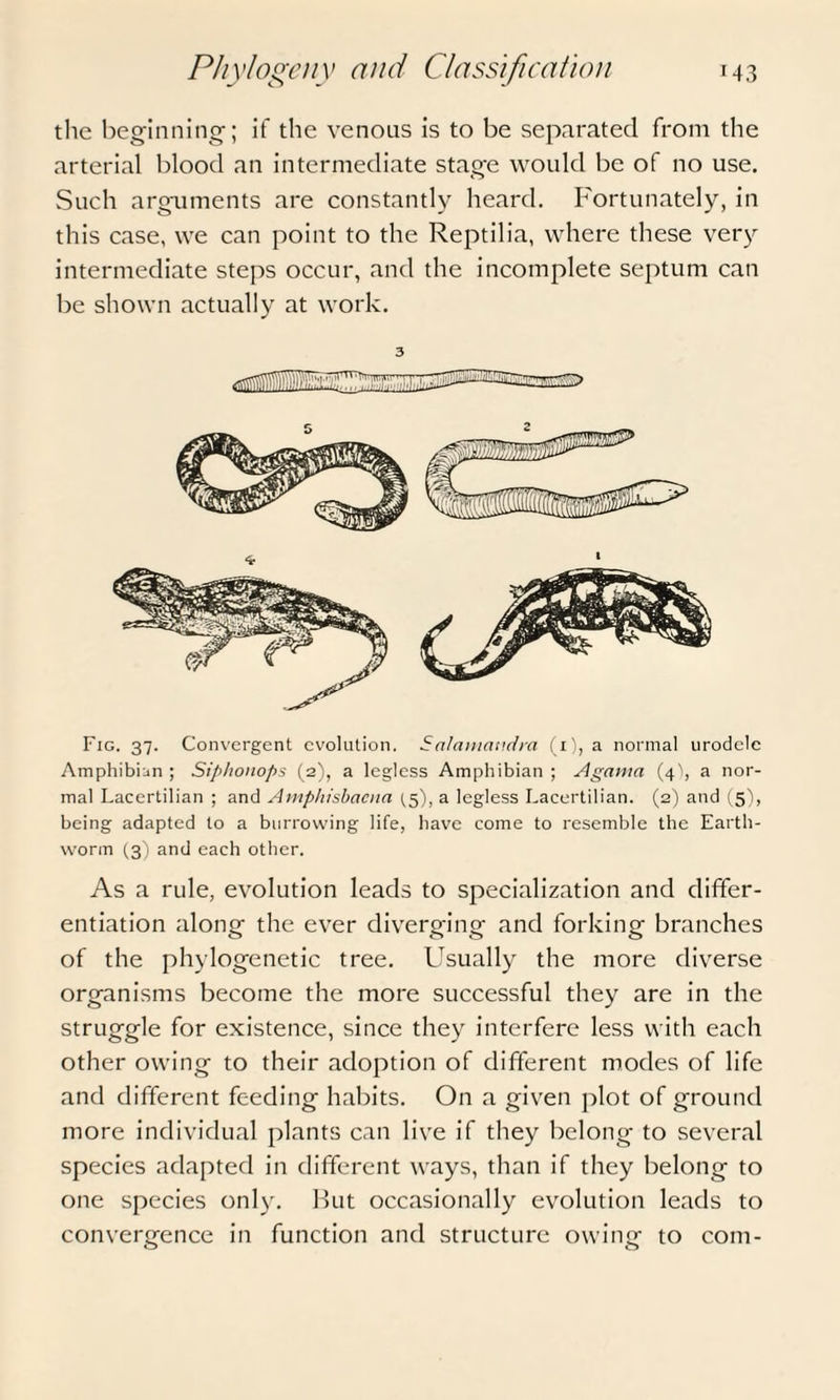 the beginning; if the venous is to be separated from the arterial blood an intermediate stage would be of no use. Such arguments are constantly heard. Fortunately, in this case, we can point to the Reptilia, where these very intermediate steps occur, and the incomplete septum can be shown actually at work. 3 Fig. 37. Convergent evolution. Salamandra (1), a normal urodele Amphibian; Siphonops (2), a legless Amphibian; Agama (4), a nor¬ mal Lacertilian ; and Amphisbacna (5), a legless Lacertilian. (2) and (5), being adapted to a burrowing life, have come to resemble the Earth¬ worm (3) and each other. As a rule, evolution leads to specialization and differ¬ entiation along the ever diverging and forking branches of the phylogenetic tree. Usually the more diverse organisms become the more successful they are in the struggle for existence, since they interfere less with each other owing to their adoption of different modes of life and different feeding habits. On a given plot of ground more individual plants can live if they belong to several species adapted in different ways, than if they belong to one species only. But occasionally evolution leads to convergence in function and structure owing to com-