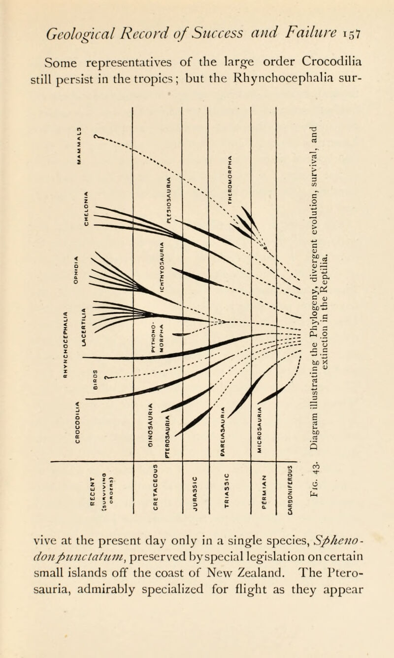 Some representatives of the large order Crocodilia still persist in the tropics; but the Rhynchocephalia sur¬ vive at the present day only in a single species, Spheno- don punctatum, preserved by special legislation on certain small islands off the coast of New Zealand. The Ptero- sauria, admirably specialized for flight as they appear