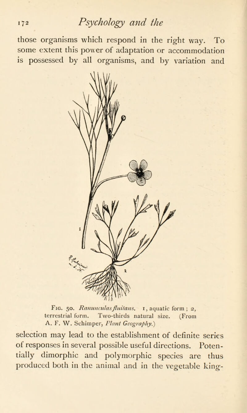 those organisms which respond in the right way. To some extent this power of adaptation or accommodation is possessed by all organisms, and by variation and Fig. 50. Ranunculasfluitans. 1, aquatic form ; 2, terrestrial form. Two-thirds natural size. (From A. F. W. Schimper, Plant Geography.) selection may lead to the establishment of definite series of responses in several possible useful directions. Poten¬ tially dimorphic and polymorphic species are thus produced both in the animal and in the vegetable king-