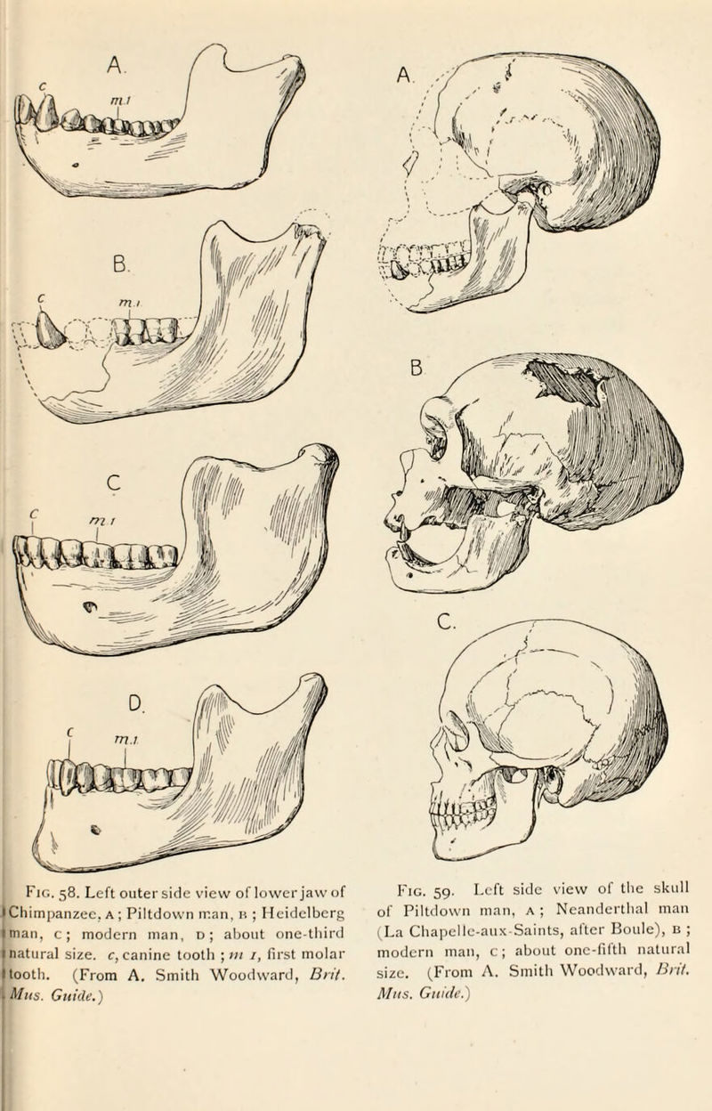 1 Chimpanzee, a ; Piltdown man, r ; Heidelberg 1 man, c; modern man, d; about one-third 1 natural size, c, canine tooth ; ni 1, first molar I tooth. (From A. Smith Woodward, Brit. ■ Mus. Guide.) of Piltdown man, a ; Neanderthal man (La Chapelle-aux-Saints, after Boule), b ; modern man, c; about one-filth natural size. (From A. Smith Woodward, Brit. Mus. Guide.)