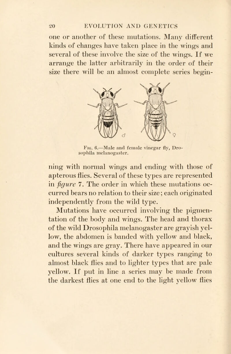 one or another of these mutations. Many different kinds of changes have taken place in the wings and several of these involve the size of the wings. If we arrange the latter arbitrarily in the order of their size there will be an almost complete series begin- Fig. 6.—Male and female vinegar fly, Dro¬ sophila melanogaster. ning with normal wings and ending with those of apterous flies. Several of these types are represented in figure 7. The order in which these mutations oc¬ curred bears no relation to their size; each originated independently from the wild tyj)e. Mutations have occurred involving the pigmen¬ tation of the body and wings. The head and thorax of the wild Drosophila melanogaster are grayish yel¬ low, the abdomen is banded with yellow and black, and the wings are gray. There have appeared in our cultures several kinds of darker types ranging to almost black flies and to lighter types that are pale yellow. If put in line a series may be made from the darkest flies at one end to the light yellow flies