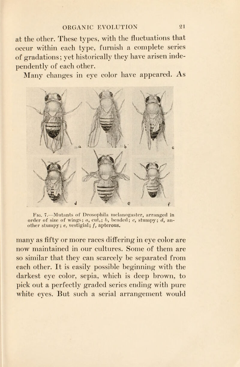 at the other. These types, with the fluctuations that occur within each type, furnish a complete series of gradations; yet historically they have arisen inde¬ pendently of each other. Many changes in eye color have appeared. As Fig. 7.—Mutants of Drosophila melanogaster, arranged in order of size of wings; a, cut,; b, beaded; c, stumpy; d, an¬ other stumpy; e, vestigial; f, apterous. many as fifty or more races differing in eve color are now maintained in our cultures. Some of them are so similar that they can scarcely he separated from each other. It is easily possible beginning with the darkest eye color, sepia, which is deep brown, to pick out a perfectly graded series ending with pure white eyes. But such a serial arrangement would