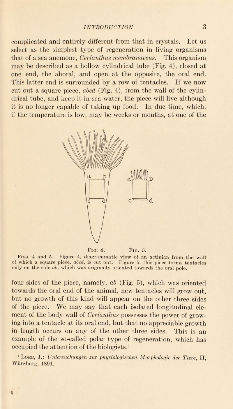 complicated and entirely different from that in crystals. Let us select as the simplest type of regeneration in living organisms that of a sea anemone, Cerianthus membranaceus. This organism may be described as a hollow cylindrical tube (Fig. 4), closed at one end, the aboral, and open at the opposite, the oral end. This latter end is surrounded by a row of tentacles. If we now cut out a square piece, abed (Fig. 4), from the wall of the cylin¬ drical tube, and keep it in sea water, the piece will live although it is no longer capable of taking up food. In due time, which, if the temperature is low, may be weeks or months, at one of the Figs. 4 and 5.—Figure 4, diagrammatic view of an actinian from the wall of which a square piece, abed, is cut out. Figure 5, this piece forms tentacles only on the side ah, which was originally oriented towards the oral pole. four sides of the piece, namely, ab (Fig. 5), which was oriented towards the oral end of the animal, new tentacles will grow out, but no growth of this kind will appear on the other three sides of the piece. We may say that each isolated longitudinal ele¬ ment of the body wall of Cerianthus possesses the power of grow¬ ing into a tentacle at its oral end, but that no appreciable growth in length occurs on any of the other three sides. This is an example of the so-called polar type of regeneration, which has occupied the attention of the biologists.1 1 Loer, ,T.: Untersuchungen zur physiologischcn Morphologic der Tiere, II, Wurzburg, 1891.