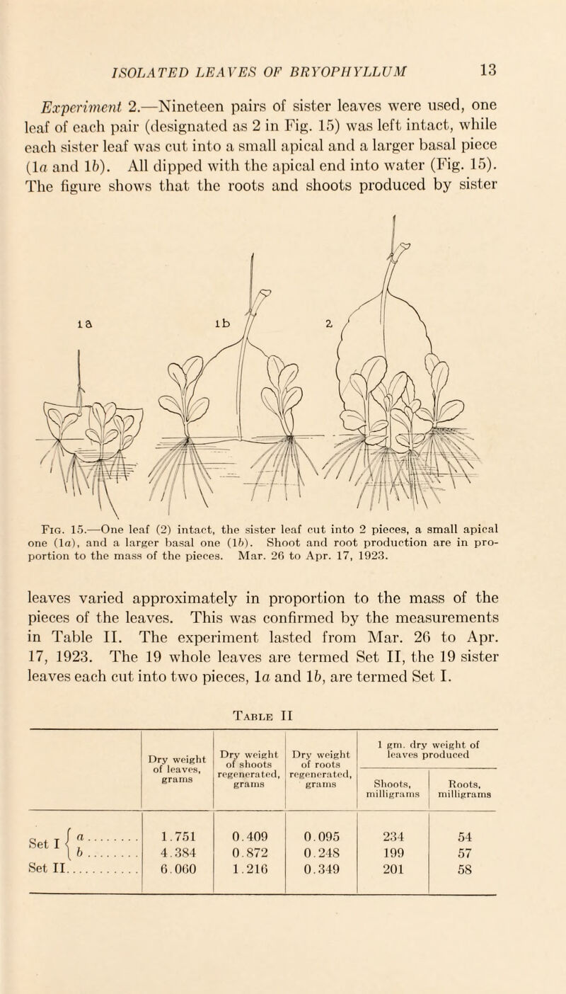 Experiment 2.—Nineteen pairs of sister leaves were used, one leaf of each pair (designated as 2 in Fig. 15) was left intact, while each sister leaf was cut into a small apical and a larger basal piece (In and lb). All dipped with the apical end into water (Fig. 15). The figure shows that the roots and shoots produced by sister Fig. 15.—One leaf (2) intact, the sister leaf cut into 2 pieces, a small apical one (la), and a larger basal one (15). Shoot and root production are in pro¬ portion to the mass of the pieces. Mar. 26 to Apr. 17, 1923. leaves varied approximately in proportion to the mass of the pieces of the leaves. This was confirmed by the measurements in Table II. The experiment lasted from Mar. 2C> to Apr. 17, 1923. The 19 whole leaves are termed Set II, the 19 sister leaves each cut into two pieces, la and 15, are termed Set I. Table II Dry weight of leaves, grams Dry weight of shoots Dry weight of roots 1 gm, dry weight of leaves produced regenerated, grams regenerated, grams Shoots, milligrams Roots, milligrams 1.751 0.409 0.095 234 54 4.384 0.872 0.248 199 57 Set II. 6.000 1.216 0.349 201 58