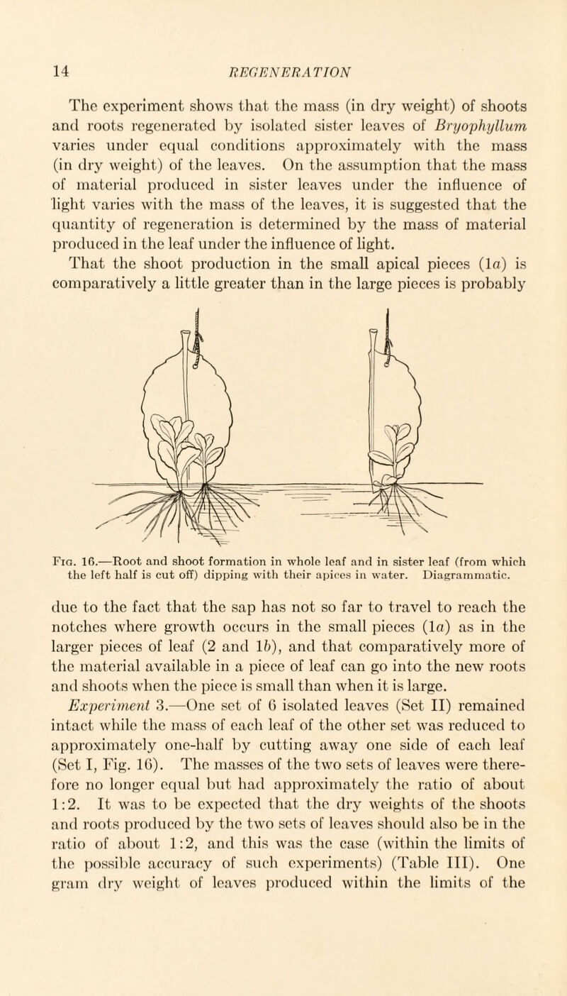 The experiment shows that the mass (in dry weight) of shoots and roots regenerated by isolated sister leaves of Bryophyllum varies under equal conditions approximately with the mass (in dry weight) of the leaves. On the assumption that the mass of material produced in sister leaves under the influence of light varies with the mass of the leaves, it is suggested that the quantity of regeneration is determined by the mass of material produced in the leaf under the influence of light. That the shoot production in the small apical pieces (la) is comparatively a little greater than in the large pieces is probably Fig. 16.—Root and shoot formation in whole leaf and in sister leaf (from which the left half is cut off) dipping with their apices in water. Diagrammatic. due to the fact that the sap has not so far to travel to reach the notches where growth occurs in the small pieces (la) as in the larger pieces of leaf (2 and lb), and that comparatively more of the material available in a piece of leaf can go into the new roots and shoots when the piece is small than when it is large. Experiment 3.—One set of G isolated leaves (Set II) remained intact while the mass of each leaf of the other set was reduced to approximately one-half by cutting away one side of each leaf (Set I, Fig. 1G). The masses of the two sets of leaves were there¬ fore no longer equal but had approximately the ratio of about 1:2. It was to be expected that the dry weights of the shoots and roots produced by the two sets of leaves should also be in the ratio of about 1:2, and this was the case (within the limits of the possible accuracy of such experiments) (Table III). One gram dry weight of leaves produced within the limits of the