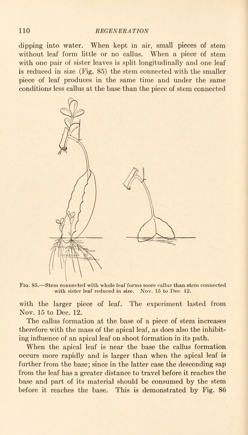 dipping into water. When kept in air, small pieces of stem without leaf form little or no callus. When a piece of stem with one pair of sister leaves is split longitudinally and one leaf is reduced in size (Fig. 85) the stem connected with the smaller piece of leaf produces in the same time and under the same conditions less callus at the base than the piece of stem connected Fig. 85.—Stem connected with whole leaf forms more callus than stem connected with sister leaf reduced in size. Nov. 15 to Dec. 12. with the larger piece of leaf. The experiment lasted from Nov. 15 to Dec. 12. The callus formation at the base of a piece of stem increases therefore with the mass of the apical leaf, as does also the inhibit¬ ing influence of an apical leaf on shoot formation in its path. When the apical leaf is near the base the callus formation occurs more rapidly and is larger than when the apical leaf is further from the base; since in the latter case the descending sap from the leaf has a greater distance to travel before it reaches the base and part of its material should be consumed by the stem before it reaches the base. This is demonstrated by Fig. 86