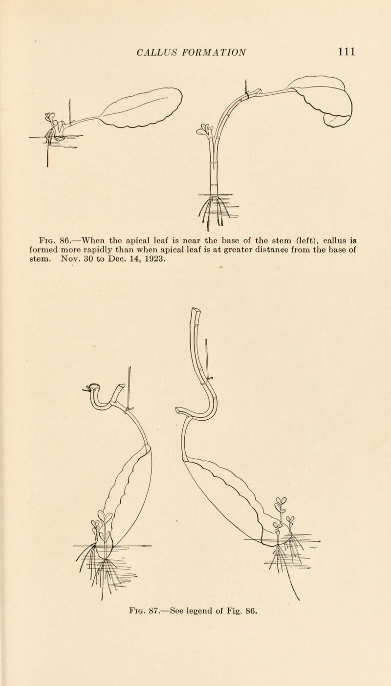 Fig. 86.—When the apical leaf is near the base of the stem (left), callus is formed more rapidly than when apical leaf is at greater distance from the base of stem. Nov. 30 to Dec. 14, 1923.