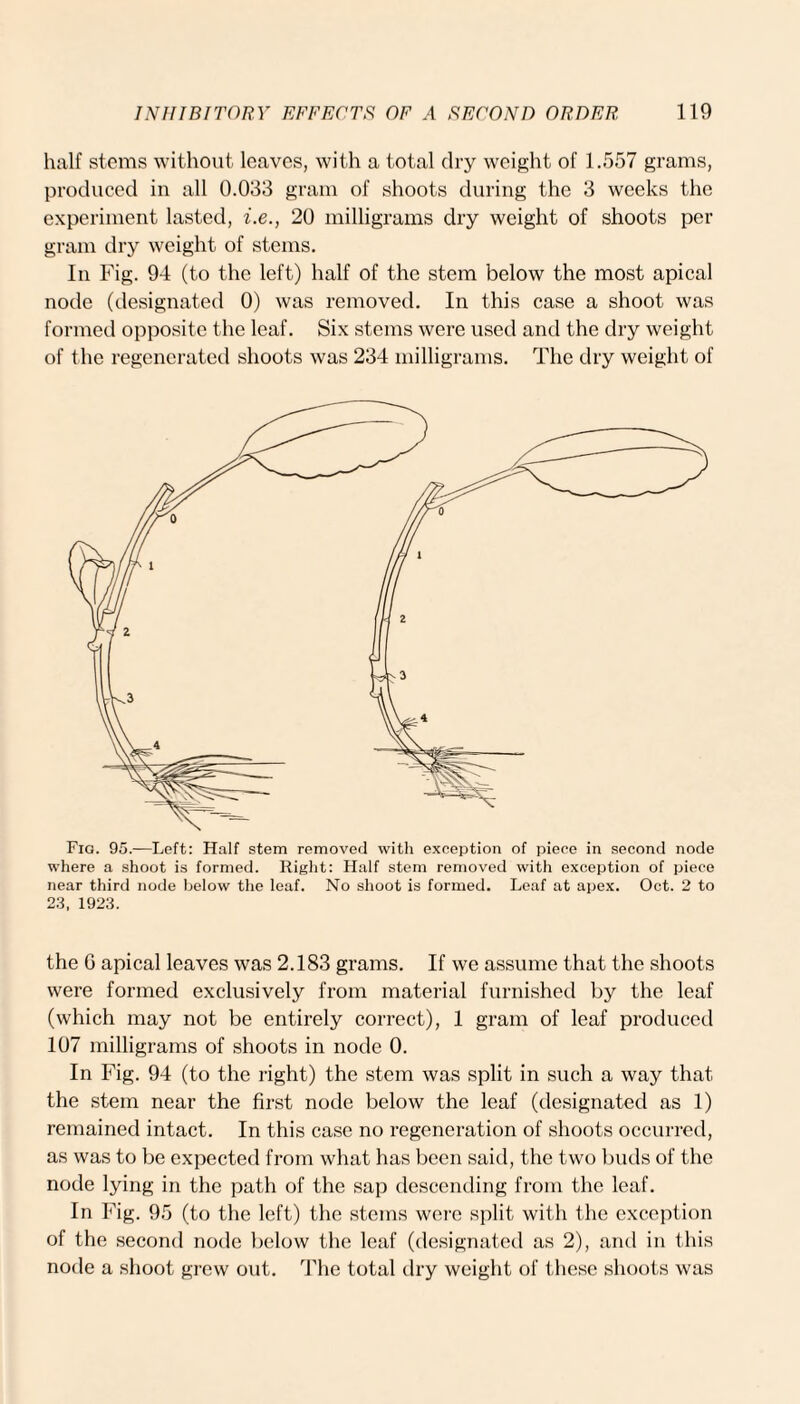 half stems without leaves, with a total dry weight of 1.557 grams, produced in all 0.033 gram of shoots during the 3 weeks the experiment lasted, i.e., 20 milligrams dry weight of shoots per gram dry weight of stems. In Fig. 94 (to the left) half of the stem below the most apical node (designated 0) was removed. In this case a shoot was formed opposite the leaf. Six stems were used and the dry weight of the regenerated shoots was 234 milligrams. The dry weight of Fig. 95.—Left: Half stem removed with exception of piece in second node where a shoot is formed. Right: Half stem removed with exception of piece near third node below the leaf. No shoot is formed. Leaf at apex. Oct. 2 to 23, 1923. the G apical leaves was 2.183 grams. If we assume that the shoots were formed exclusively from material furnished by the leaf (which may not be entirely correct), 1 gram of leaf produced 107 milligrams of shoots in node 0. In Fig. 94 (to the right) the stem was split in such a way that, the stem near the first node below the leaf (designated as 1) remained intact. In this case no regeneration of shoots occurred, as was to be expected from what has been said, the two buds of the node lying in the path of the sap descending from the leaf. In Fig. 95 (to the left) the stems were split with the exception of the second node below the leaf (designated as 2), and in this node a shoot grew out. The total dry weight of these shoots was