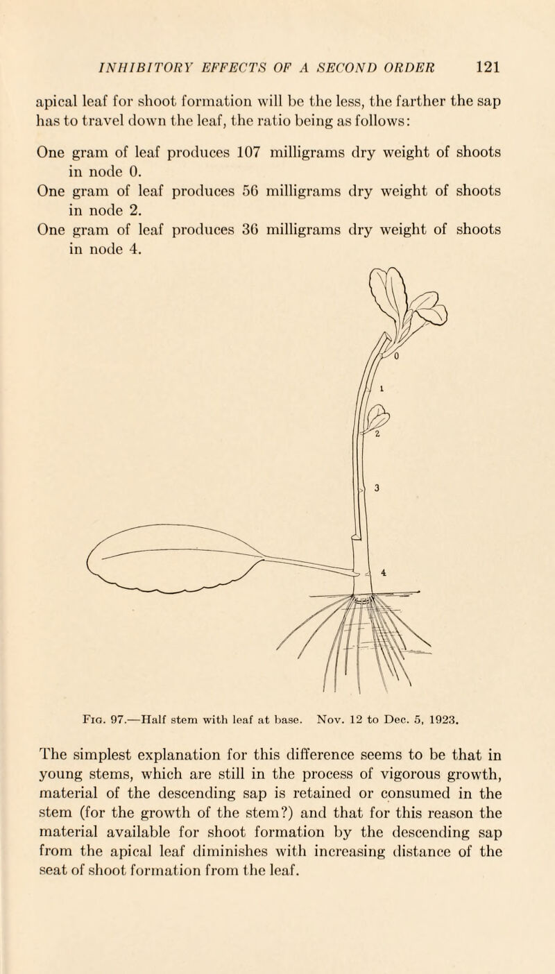 apical leaf for shoot formation will be the less, the farther the sap has to travel down the leaf, the ratio being as follows: One gram of leaf produces 107 milligrams dry weight of shoots in node 0. One gram of leaf produces 56 milligrams dry weight of shoots in node 2. One gram of leaf produces 36 milligrams dry weight of shoots in node 4. Fio. 97.—Half stem with leaf at base. Nov. 12 to Dec. 5, 1923. The simplest explanation for this difference seems to be that in young stems, which are still in the process of vigorous growth, material of the descending sap is retained or consumed in the stem (for the growth of the stem?) and that for this reason the material available for shoot formation by the descending sap from the apical leaf diminishes with increasing distance of the seat of shoot formation from the leaf.