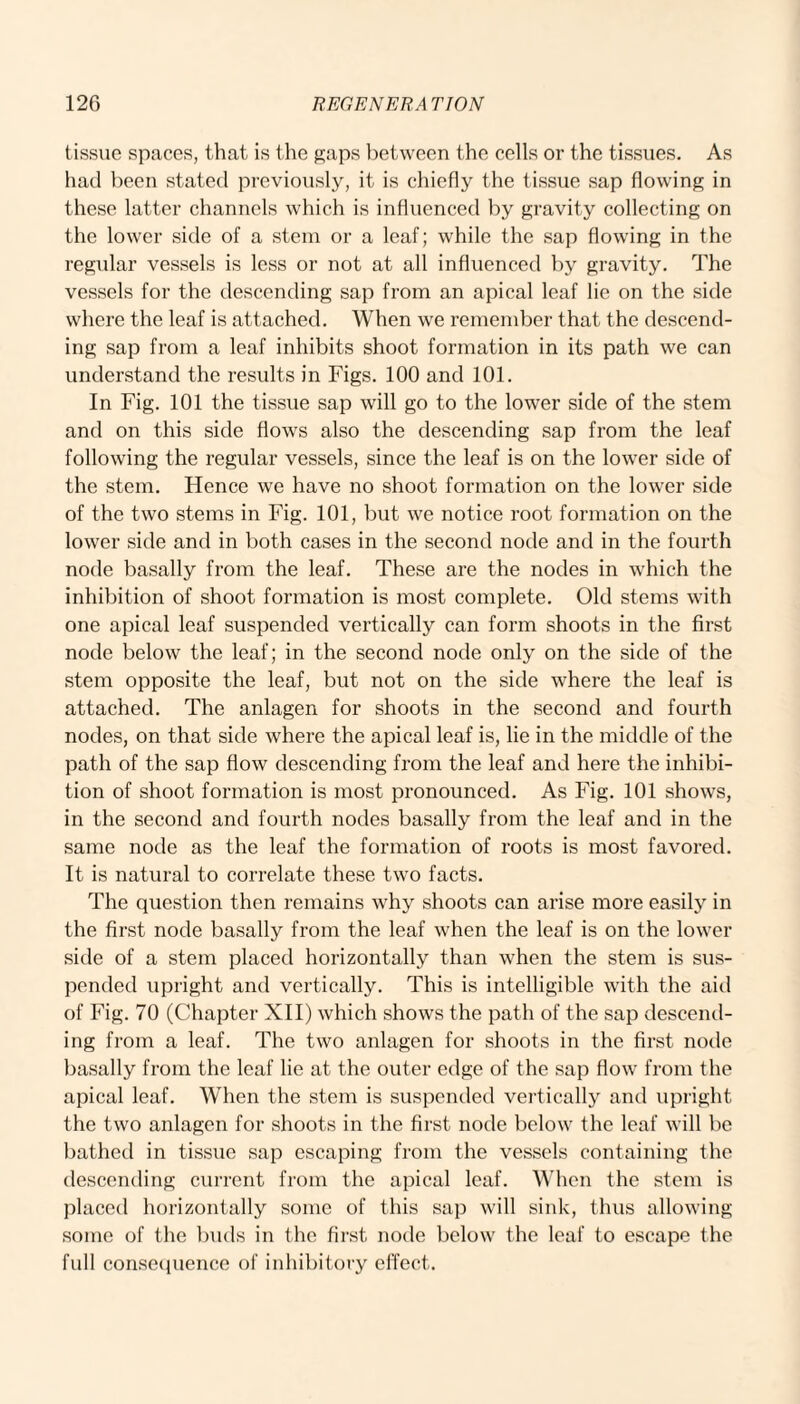 tissue spaces, that is the gaps between the cells or the tissues. As had been stated previously, it is chiefly the tissue sap flowing in these latter channels which is influenced by gravity collecting on the lower side of a stem or a leaf; while the sap flowing in the regular vessels is less or not at all influenced by gravity. The vessels for the descending sap from an apical leaf lie on the side where the leaf is attached. When we remember that the descend¬ ing sap from a leaf inhibits shoot formation in its path we can understand the results in Figs. 100 and 101. In Fig. 101 the tissue sap will go to the lower side of the stem and on this side flows also the descending sap from the leaf following the regular vessels, since the leaf is on the lower side of the stem. Hence we have no shoot formation on the lower side of the two stems in Fig. 101, but we notice root formation on the lower side and in both cases in the second node and in the fourth node basally from the leaf. These are the nodes in which the inhibition of shoot formation is most complete. Old stems with one apical leaf suspended vertically can form shoots in the first node below the leaf; in the second node only on the side of the stem opposite the leaf, but not on the side where the leaf is attached. The anlagen for shoots in the second and fourth nodes, on that side where the apical leaf is, lie in the middle of the path of the sap flow descending from the leaf and here the inhibi¬ tion of shoot formation is most pronounced. As Fig. 101 shows, in the second and fourth nodes basally from the leaf and in the same node as the leaf the formation of roots is most favored. It is natural to correlate these two facts. The question then remains why shoots can arise more easily in the first node basally from the leaf when the leaf is on the lower side of a stem placed horizontally than when the stem is sus¬ pended upright and vertically. This is intelligible with the aid of Fig. 70 (Chapter XII) which shows the path of the sap descend¬ ing from a leaf. The two anlagen for shoots in the first node basally from the leaf lie at the outer edge of the sap flow from the apical leaf. When the stem is suspended vertically and upright the two anlagen for shoots in the first node below the leaf will be bathed in tissue sap escaping from the vessels containing the descending current from the apical leaf. When the stem is placed horizontally some of this sap will sink, thus allowing some of the buds in the first node below the leaf to escape the full consequence of inhibitory effect.