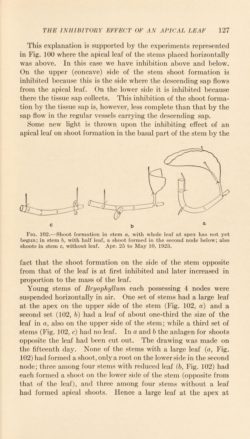 This explanation is supported by the experiments represented in Fig. 100 where the apical leaf of the steins placed horizontally was above. In this case we have inhibition above and below. On the upper (concave) side of the stem shoot formation is inhibited because this is the side where the descending sap flows from the apical leaf. On the lower side it is inhibited because there the tissue sap collects. This inhibition of the shoot forma¬ tion by the tissue sap is, however, less complete than that by the sap flow in the regular vessels carrying the descending sap. Some new light is thrown upon the inhibiting effect of an apical leaf on shoot formation in the basal part of the stem by the Fig. 102.—Shoot formation in stem a, with whole leaf at apex has not yet begun; in stem b, with half leaf, a shoot formed in the second node below; also shoots in stem c, without leaf. Apr. 25 to May 10, 1923. fact that the shoot formation on the side of the stem opposite from that of the leaf is at first inhibited and later increased in proportion to the mass of the leaf. Young stems of Bryophyllum each possessing 4 nodes were suspended horizontally in air. One set of stems had a large leaf at the apex on the upper side of the stem (Fig. 102, a) and a second set (102, b) had a leaf of about one-third the size of the leaf in a, also on the upper side of the stem; while a third set of stems (Fig. 102, c) had no leaf. In a and b the anlagen for shoots opposite the leaf had been cut out. The drawing was made on the fifteenth day. None of the stems with a large leaf (a, Fig. 102) had formed a shoot, only a root on the lower side in the second node; three among four stems with reduced leaf (b, Fig. 102) had each formed a shoot on the lower side of the stem (opposite from that of the leaf), and three among four stems without a leaf had formed apical shoots. Hence a large leaf at the apex at