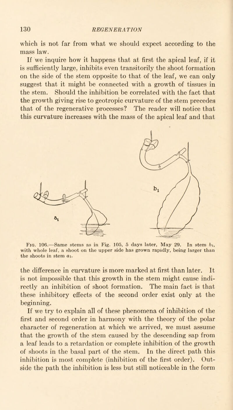 which is not far from what we should expect according to the mass law. If we inquire how it happens that at first the apical leaf, if it is sufficiently large, inhibits even transitorily the shoot formation on the side of the stem opposite to that of the leaf, we can only suggest that it might be connected with a growth of tissues in the stem. Should the inhibition be correlated with the fact that the growth giving rise to geotropic curvature of the stem precedes that of the regenerative processes? The reader will notice that this curvature increases with the mass of the apical leaf and that Fig. 106.—Same stems as in Fig. 10.5, 5 days later, May 29. In stem bi, with whole leaf, a shoot on the upper side has grown rapidly, being larger than the shoots in stem ai. the difference in curvature is more marked at first than later. It is not impossible that this growth in the stem might cause indi¬ rectly an inhibition of shoot formation. The main fact is that, these inhibitory effects of the second order exist only at the beginning. If we try to explain all of these phenomena of inhibition of the first and second order in harmony with the theory of the polar character of regeneration at which we arrived, we must assume that the growth of the stem caused by the descending sap from a leaf leads to a retardation or complete inhibition of the growth of shoots in the basal part of the stem. In the direct path this inhibition is most complete (inhibition of the first order). Out¬ side the path the inhibition is less but still noticeable in the form