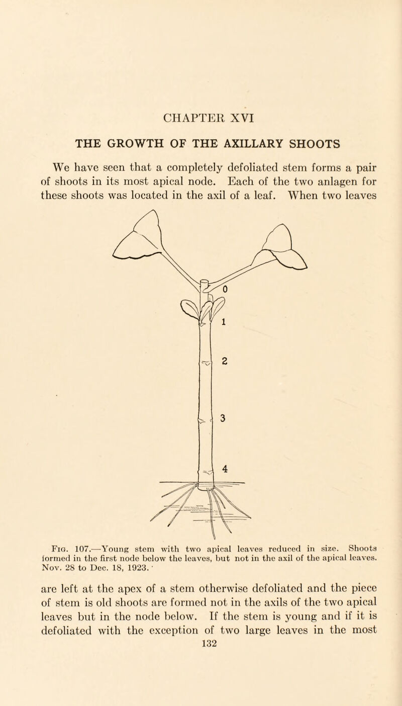 THE GROWTH OF THE AXILLARY SHOOTS We have seen that a completely defoliated stem forms a pair of shoots in its most apical node. Each of the two anlagen for these shoots was located in the axil of a leaf. When two leaves Fig. 107.—Young stem with two apical leaves reduced in size. Shoots formed in the first node below the leaves, but not in the axil of the apical leaves. Nov. 28 to Dec. 18, 1923.' are left at the apex of a stem otherwise defoliated and the piece of stem is old shoots are formed not in the axils of the two apical leaves but in the node below. If the stem is young and if it is defoliated with the exception of two large leaves in the most