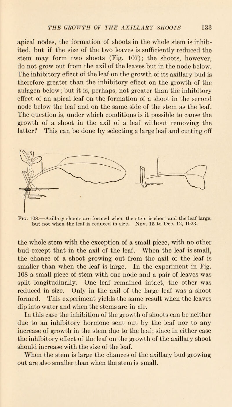 apical nodes, the formation of shoots in the whole stem is inhib¬ ited, but if the size of the two leaves is sufficiently reduced the stem may form two shoots (Fig. 107); the shoots, however, do not grow out from the axil of the leaves but in the node below. The inhibitory effect of the leaf on the growth of its axillary bud is therefore greater than the inhibitory effect on the growth of the anlagen below; but it is, perhaps, not greater than the inhibitory effect of an apical leaf on the formation of a shoot in the second node below the leaf and on the same side of the stem as the leaf. The question is, under which conditions is it possible to cause the growth of a shoot in the axil of a leaf without removing the latter? This can be done by selecting a large leaf and cutting off Fig. 108.—Axillary shoots are formed when the stem is short and the leaf large, but not when the leaf is reduced in size. Nov. 15 to Dec. 12, 1923. the whole stem with the exception of a small piece, with no other bud except that in the axil of the leaf. When the leaf is small, the chance of a shoot growing out from the axil of the leaf is smaller than when the leaf is large. In the experiment in Fig. 108 a small piece of stem with one node and a pair of leaves was split longitudinally. One leaf remained intact, the other was reduced in size. Only in the axil of the large leaf was a shoot formed. This experiment yields the same result when the leaves dip into water and when the stems are in air. In this case the inhibition of the growth of shoots can be neither due to an inhibitory hormone sent out by the leaf nor to any increase of growth in the stem due to the leaf; since in either case the inhibitory effect of the leaf on the growth of the axillary shoot should increase with the size of the leaf. When the stem is large the chances of the axillary bud growing out are also smaller than when the stem is small.