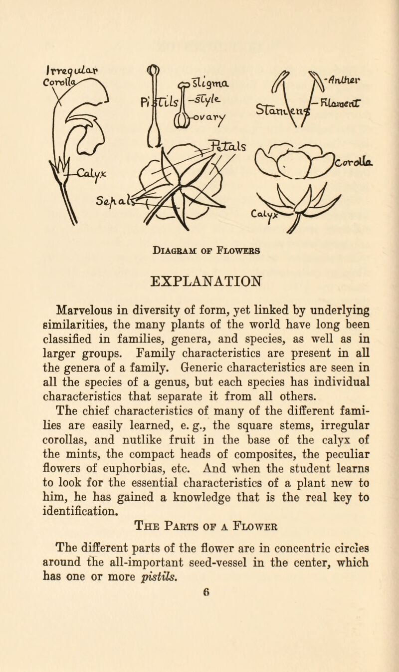 Diagram of Flowers EXPLANATION Marvelous in diversity of form, yet linked by underlying similarities, the many plants of the world have long been classified in families, genera, and species, as well as in larger groups. Family characteristics are present in all the genera of a family. Generic characteristics are seen in all the species of a genus, but each species has individual characteristics that separate it from all others. The chief characteristics of many of the different fami¬ lies are easily learned, e. g., the square stems, irregular corollas, and nutlike fruit in the base of the calyx of the mints, the compact heads of composites, the peculiar flowers of euphorbias, etc. And when the student learns to look for the essential characteristics of a plant new to him, he has gained a knowledge that is the real key to identification. The Parts of a Flower The different parts of the flower are in concentric circles around the all-important seed-vessel in the center, which has one or more pistils.