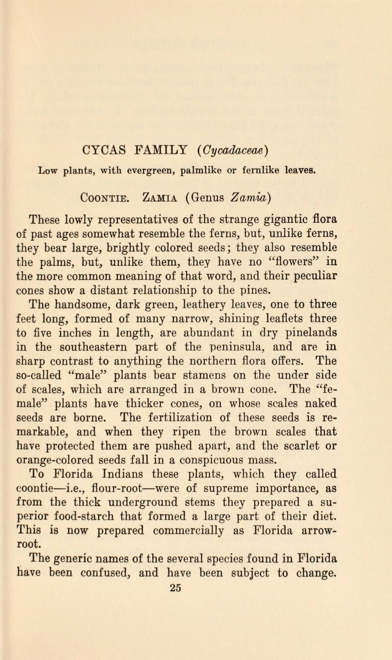 CYC AS FAMILY (Cycadaceae) Low plants, with evergreen, palmlike or fernlike leaves. Coontie. Zamia (Genus Zamia) These lowly representatives of the strange gigantic flora of past ages somewhat resemble the ferns, but, unlike ferns, they bear large, brightly colored seeds; they also resemble the palms, but, unlike them, they have no “flowers” in the more common meaning of that word, and their peculiar cones show a distant relationship to the pines. The handsome, dark green, leathery leaves, one to three feet long, formed of many narrow, shining leaflets three to five inches in length, are abundant in dry pinelands in the southeastern part of the peninsula, and are in sharp contrast to anything the northern flora offers. The so-called “male” plants bear stamens on the under side of scales, which are arranged in a brown cone. The “fe¬ male” plants have thicker cones, on whose scales naked seeds are borne. The fertilization of these seeds is re¬ markable, and when they ripen the brown scales that have protected them are pushed apart, and the scarlet or orange-colored seeds fall in a conspicuous mass. To Florida Indians these plants, which they called coontie—i.e., flour-root—were of supreme importance, as from the thick underground stems they prepared a su¬ perior food-starch that formed a large part of their diet. This is now prepared commercially as Florida arrow- root. The generic names of the several species found in Florida have been confused, and have been subject to change.