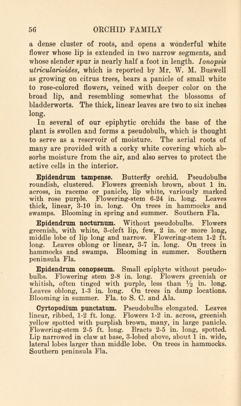 a dense cluster of roots, and opens a wonderful white flower whose lip is extended in two narrow segments, and whose slender spur is nearly half a foot in length. Ionopsis utricularioides, which is reported by Mr. W. M. Buswell as growing on citrus trees, bears a panicle of small white to rose-colored flowers, veined with deeper color on the broad lip, and resembling somewhat the blossoms of bladderworts. The thick, linear leaves are two to six inches long. In several of our epiphytic orchids the base of the plant is swollen and forms a pseudobulb, which is thought to serve as a reservoir of moisture. The aerial roots of many are provided with a corky white covering which ab¬ sorbs moisture from the air, and also serves to protect the active cells in the interior. Epidendrum tampense. Butterfly orchid. Pseudobulbs roundish, clustered. Flowers greenish brown, about 1 in. across, in raceme or panicle, lip white, variously marked with rose purple. Flowering-stem 6-24 in. long. Leaves thick, linear, 3-10 in. long. On trees in hammocks and swamps. Blooming in spring and summer. Southern Fla. Epidendrum noctumum. Without pseudobulbs. Flowers greenish, with white, 3-cleft lip, few, 2 in. or more long, middle lobe of lip long and narrow. Flowering-stem 1-2 ft. long. Leaves oblong or linear, 3-7 in. long. On trees in hammocks and swamps. Blooming in summer. Southern peninsula Fla. Epidendrum conopseum. Small epiphyte without pseudo¬ bulbs. Flowering stem 2-8 in. long. Flowers greenish or whitish, often tinged with purple, less than V2 in. long. Leaves oblong, 1-3 in. long. On trees in damp locations. Blooming in summer. Fla. to S. C. and Ala. Cyrtopodium punctatum. Pseudobulbs elongated. Leaves linear, ribbed, 1-2 ft. long. Flowers 1-2 in. across, greenish yellow spotted with purplish brown, many, in large panicle. Flowering-stem 2-5 ft. long. Bracts 2-5 in. long, spotted. Lip narrowed in claw at base, 3-lobed above, about 1 in. wide, lateral lobes larger than middle lobe. On trees in hammocks. Southern peninsula Fla.