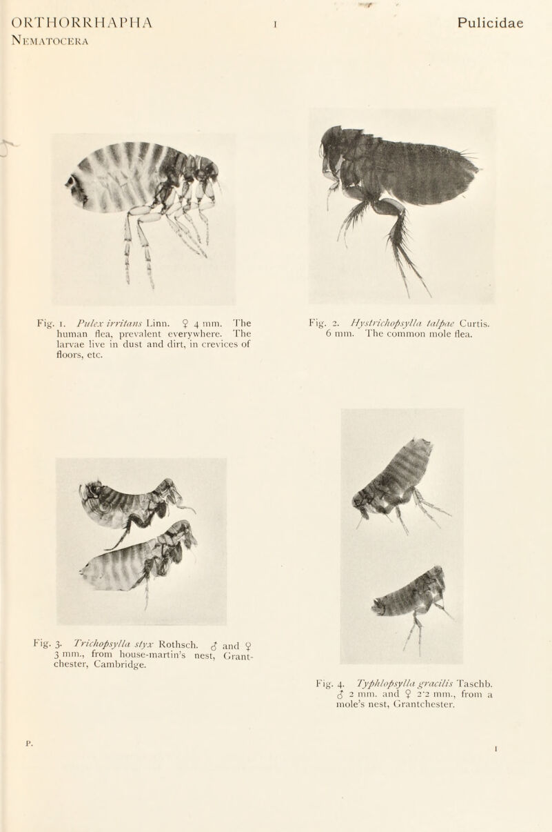 OJ Oj Nematocera Fig. i. Pulex irritaiis Linn. 5 4111m. The Fig. 2. Hystrichopsylla talpae Curtis, human flea, prevalent everywhere. The 6 mm. The common mole flea, larvae live in dust and dirt, in crevices of floors, etc. Trichopsytla styx Rothsch. & and V mm., from house-martin’s nest, Grant- chester, Cambridge. Fig. 4. Typhlopsylla gracilis Taschb. £ 2 mm. and $ 2'2 mm., from a mole’s nest, Grantchester. P. l