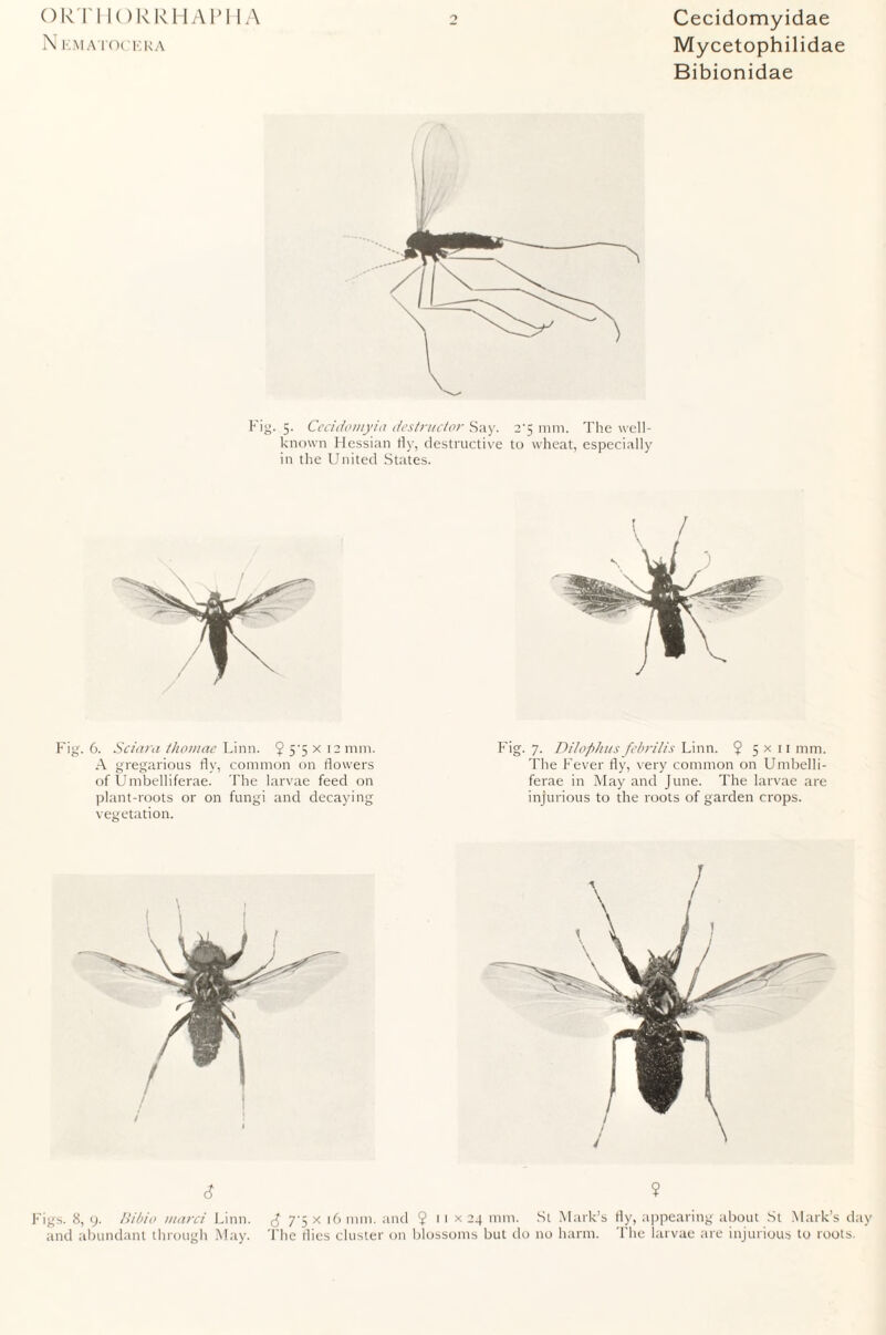 ORTHOR R HAIM IA N EMATOCERA Cecidomyidae Mycetophilidae Bibionidae Fig. 5. Cecidomyia destructor Say. 2'5 mm. The well- known Hessian fly, destructive to wheat, especially in the United States. Fig. 6. Sciara thomae Linn. $ 5’5 x 12 mm. A gregarious fly, common on flowers of Umbelliferae. The larvae feed on plant-roots or on fungi and decaying vegetation. Fig. 7. Dilophusfebrilis Linn. $5x11 mm. The Fever fly, very common on Umbelli¬ ferae in May and June. The larvae are injurious to the roots of garden crops. 6 ? Figs. 8, 9. Bibio tnarci Linn. 7^5 x 16 mm. and 9 11 x 24 mm. St Mark’s fly, appearing about St Mark’s d; and abundant through May. The flies cluster on blossoms but do no harm. The larvae are injurious to roots.