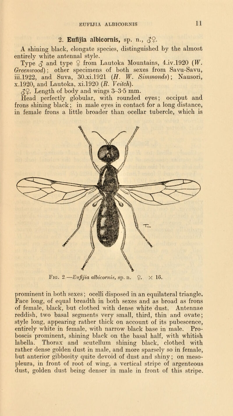 EUFIJIA ALBICORNIS 2. Eufljia albicornis, sp. n., A shining black, elongate species, distinguished by the almost entirely white antennal style. Type (J and type $ from Lautoka Mountains, 4.iv.l920 (W. Greemcood); other specimens of both sexes from Savu-Savu, iii.1922, and Suva, 30.xi.1921 (H. W. Simrnonds); Nausori, x.1920, and Lautoka, xi.1920 (R. Veitch). Length of body and wings 3-3-5 mm. Head perfectly globular, with rounded eyes; occiput and frons shining black; in male eyes in contact for a long distance, in female frons a little broader than ocellar tubercle, which is Fig. 2 —Eufijia albicornis, sp. n. $. X 16. prominent in both sexes; ocelli disposed in an equilateral triangle. Face long, of equal breadth in both sexes and as broad as frons of female, black, but clothed with dense white dust. Antennae reddish, two basal segments very small, third, thin and ovate; style long, appearing rather thick on account of its pubescence, entirely white in female, with narrow black base in male. Pro¬ boscis prominent, shining black on the basal half, with whitish labella. Thorax and scutellum shining black, clothed with rather dense golden dust in male, and more sparsely so in female, but anterior gibbosity quite devoid of dust and shiny; on meso- pleura, in front of root of wing, a vertical stripe of argenteous dust, golden dust being denser in male in front of this stripe.