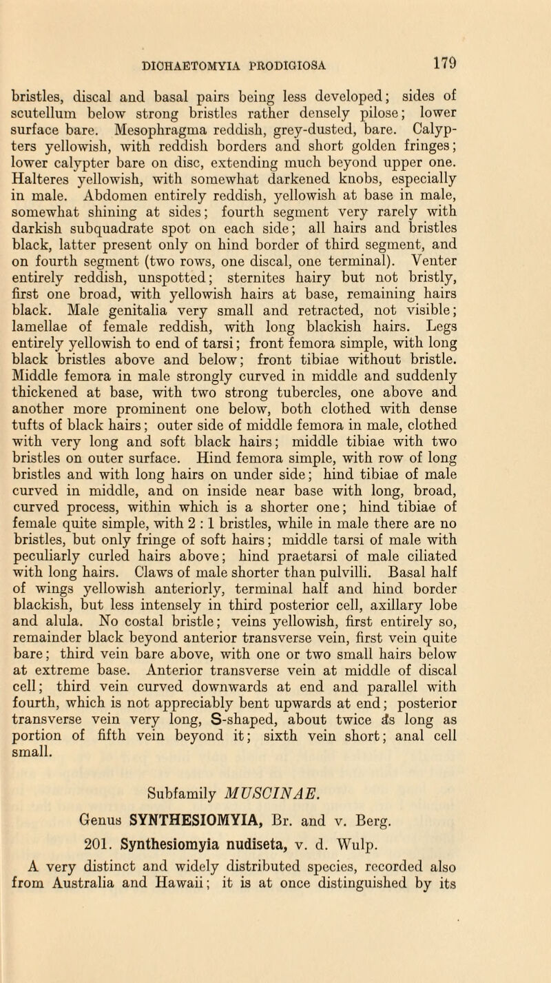 bristles, discal and basal pairs being less developed; sides of scutellum below strong bristles rather densely pilose; lower surface bare. Mesophragma reddish, grey-dusted, bare. Calyp- ters yellowish, with reddish borders and short golden fringes; lower calypter bare on disc, extending much beyond upper one. Halteres yellowish, with somewhat darkened knobs, especially in male. Abdomen entirely reddish, yellowish at base in male, somewhat shining at sides; fourth segment very rarely with darkish subquadrate spot ou each side; all hairs and bristles black, latter present only on hind border of third segment, and on fourth segment (two rows, one discal, one terminal). Venter entirely reddish, unspotted; sternites hairy but not bristly, first one broad, with yellowish hairs at base, remaining hairs black. Male genitalia very small and retracted, not visible; lamellae of female reddish, with long blackish hairs. Legs entirely yellowish to end of tarsi; front femora simple, with long black bristles above and below; front tibiae without bristle. Middle femora in male strongly curved in middle and suddenly thickened at base, with two strong tubercles, one above and another more prominent one below, both clothed with dense tufts of black hairs; outer side of middle femora in male, clothed with very long and soft black hairs; middle tibiae with two bristles on outer surface. Hind femora simple, with row of long bristles and with long hairs on under side; hind tibiae of male curved in middle, and on inside near base with long, broad, curved process, within which is a shorter one; hind tibiae of female quite simple, with 2 :1 bristles, while in male there are no bristles, but only fringe of soft hairs; middle tarsi of male with peculiarly curled hairs above; hind praetarsi of male ciliated with long hairs. Claws of male shorter than pulvilli. Basal half of wings yellowish anteriorly, terminal half and hind border blackish, but less intensely in third posterior cell, axillary lobe and alula. No costal bristle; veins yellowish, first entirely so, remainder black beyond anterior transverse vein, first vein quite bare; third vein bare above, with one or two small hairs below at extreme base. Anterior transverse vein at middle of discal cell; third vein curved downwards at end and parallel with fourth, which is not appreciably bent upwards at end; posterior transverse vein very long, S-shaped, about twice ds long as portion of fifth vein beyond it; sixth vein short; anal cell small. Subfamily MUSC1NAE. Genus SYNTHESIOMYIA, Br. and v. Berg. 201. Synthesiomyia nudiseta, v. d. Wulp. A very distinct and widely distributed species, recorded also from Australia and Hawaii; it is at once distinguished by its