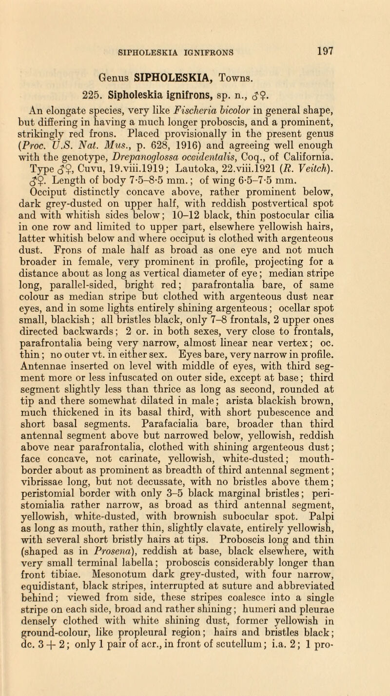 Genus SIPHOLESKIA, Towns. 225. Sipholeskia ignifrons, sp. n., <3$. An elongate species, very like Fischeria bicolor in general shape, but differing in having a much longer proboscis, and a prominent, strikingly red frons. Placed provisionally in the present genus (Proc. U.S. Nat. Mus., p. 628, 1916) and agreeing well enough with the genotype, Drepanoglossa occidentalis, Coq., of California. Type <J$, Cuvu, 19.viii.1919; Lautoka, 22.viii.1921 (R. Veitch). Length of body 7-5-8-5 mm.; of wing 6-5-7-5 mm. Occiput distinctly concave above, rather prominent below, dark grey-dusted on upper half, with reddish postvertical spot and with whitish sides below; 10-12 black, thin postocular cilia in one row and limited to upper part, elsewhere yellowish hairs, latter whitish below and where occiput is clothed with argenteous dust. Frons of male half as broad as one eye and not much broader in female, very prominent in profile, projecting for a distance about as long as vertical diameter of eye; median stripe long, parallel-sided, bright red; parafrontalia bare, of same colour as median stripe but clothed with argenteous dust near eyes, and in some lights entirely shining argenteous; ocellar spot small, blackish; all bristles black, only 7-8 frontals, 2 upper ones directed backwards; 2 or. in both sexes, very close to frontals, parafrontalia being very narrow, almost linear near vertex; oc. thin; no outer vt. in either sex. Eyes bare, very narrow in profile. Antennae inserted on level with middle of eyes, with third seg¬ ment more or less infuscated on outer side, except at base; third segment slightly less than thrice as long as second, rounded at tip and there somewhat dilated in male; arista blackish brown, much thickened in its basal third, with short pubescence and short basal segments. Parafacialia bare, broader than third antennal segment above but narrowed below, yellowish, reddish above near parafrontalia, clothed with shining argenteous dust; face concave, not carinate, yellowish, white-dusted; mouth- border about as prominent as breadth of third antennal segment; vibrissae long, but not decussate, with no bristles above them; peristomial border with only 3-5 black marginal bristles; peri- stomialia rather narrow, as broad as third antennal segment, yellowish, white-dusted, with brownish subocular spot. Palpi as long as mouth, rather thin, slightly clavate, entirely yellowish, with several short bristly hairs at tips. Proboscis long and thin (shaped as in Prosena), reddish at base, black elsewhere, with very small terminal labella; proboscis considerably longer than front tibiae. Mesonotum dark grey-dusted, with four narrow, equidistant, black stripes, interrupted at suture and abbreviated behind; viewed from side, these stripes coalesce into a single stripe on each side, broad and rather shining; humeri and pleurae densely clothed with white shining dust, former yellowish in ground-colour, like propleural region; hairs and bristles black; dc. 3 + 2; only 1 pair of acr., in front of scutellum; i.a. 2; 1 pro-