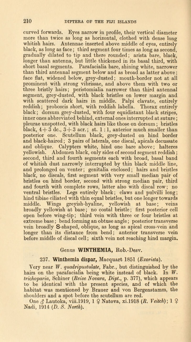 curved forwards. Eyes narrow in profile, their vertical diameter more than twice as long as horizontal, clothed with dense long whitish hairs. Antennae inserted above middle of eyes, entirely black, as long as face; third segment four times as long as second, gradually dilated to tip and there rounded; arista bare, black, longer than antenna, but little thickened in its basal third, with short basal segments. Parafacialia bare, shining white, narrower than third antennal segment below and as broad as latter above; face flat, widened below, grey-dusted; mouth-border not at all prominent with strong vibrissae, and above them with two or three bristly hairs; peristomialia narrower than third antennal segment, grey-dusted, with black bristles on lower margin and with scattered dark hairs in middle. Palpi clavate, entirely reddish; proboscis short, with reddish labella. Thorax entirely black; dorsum grey-dusted, with four equidistant black stripes, inner ones abbreviated behind, external ones interrupted at suture; pleurae unspotted, with black hairs like those on dorsum; bristles black, 4+3 dc., 3+3 acr.; st. 1 :1, anterior much smaller than posterior one. Scutellum black, grey-dusted on hind border and black-haired; 3 pairs of laterals, one discal, apicals decussate and oblique. Calypters white, hind one bare above; halteres yellowish. Abdomen black, only sides of second segment reddish; second, third and fourth segments each with broad, basal band of whitish dust narrowly interrupted by thin black middle line, and prolonged on venter; genitalia enclosed; hairs and bristles black, no discals, first segment with very small median pair of bristles on hind border, second with strong median pair, third and fourth with complete rows, latter also with discal row; no ventral bristles. Legs entirely black; claws and pulvilli long; hind tibiae ciliated with thin equal bristles, but one longer towards middle. Wings greyish-hyaline, yellowish at base; veins broadly yellowish at base; no costal bristle; first posterior cell open before wing-tip; third vein with three or four bristles at extreme base; bend forming an obtuse angle; posterior transverse vein broadly S-shaped, oblique, as long as apical cross-vein and longer than its distance from bend; anterior transverse vein before middle of discal cell; sixth vein not reaching hind margin. Genus WINTHEMIA, Rob.-Desv. 237. Winthemia dispar, Macquart 1851 (Exorista). Very near W. quadripustulate, Fabr., but distinguished by the hairs on the parafacialia being white instead of black. In W. trichoparia, Schiner (Reise Novara, Dipt., p. 377), which appears to be identical with the present species, and of which the habitat was mentioned by Brauer and von Bergenstamm, the shoulders and a spot before the scutellum are red. One (J Lautoka, viii.1919, 1 $ Natova, xi.1918 (R. Veitch); 1 ? Nadi, 1914 (D. S. North).
