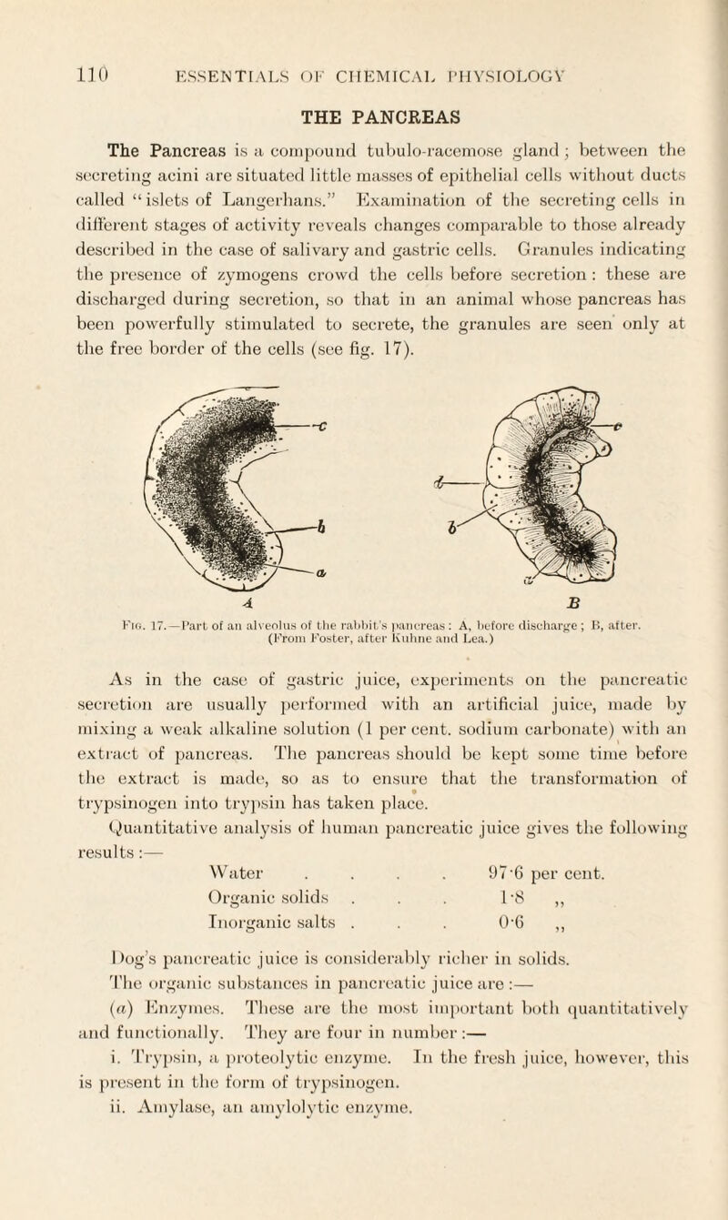 THE PANCREAS The Pancreas is a compound tubulo-racemose gland; between the secreting acini are situated little masses of epithelial cells without ducts called “ islets of Langerhans.” Examination of the secreting cells in different stages of activity reveals changes comparable to those already described in the case of salivary and gastric cells. Granules indicating the presence of zymogens crowd the cells before secretion : these are discharged during secretion, so that in an animal whose pancreas has been powerfully stimulated to secrete, the granules are seen only at the free border of the cells (see fig. 17). 4 B Fig. 17.—Part of ail alveolus of the rabbit’s pancreas : A, before discharge ; B, after. (From Foster, after Kuhne and Lea.) As in the case of gastric juice, experiments on the pancreatic secretion are usually performed with an artificial juice, made by mixing a weak alkaline solution (1 percent, sodium carbonate) with an extract of pancreas. The pancreas should be kept some time before the extract is made, so as to ensure that the transformation of trypsinogen into trypsin has taken place. Quantitative analysis of human pancreatic juice gives the following results:— Water .... 97’6 per cent. Organic solids . . . 1*8 ,, Inorganic salts . . . 0’6 ,, Dog’s pancreatic juice is considerably richer in solids. The organic substances in pancreatic juice are:— (a) Enzymes. These are the most important both quantitatively and functionally. They are four in number :— i. Trypsin, a proteolytic enzyme. In the fresh juice, however, this is present in the form of trypsinogen. ii. Amylase, an amylolytic enzyme.