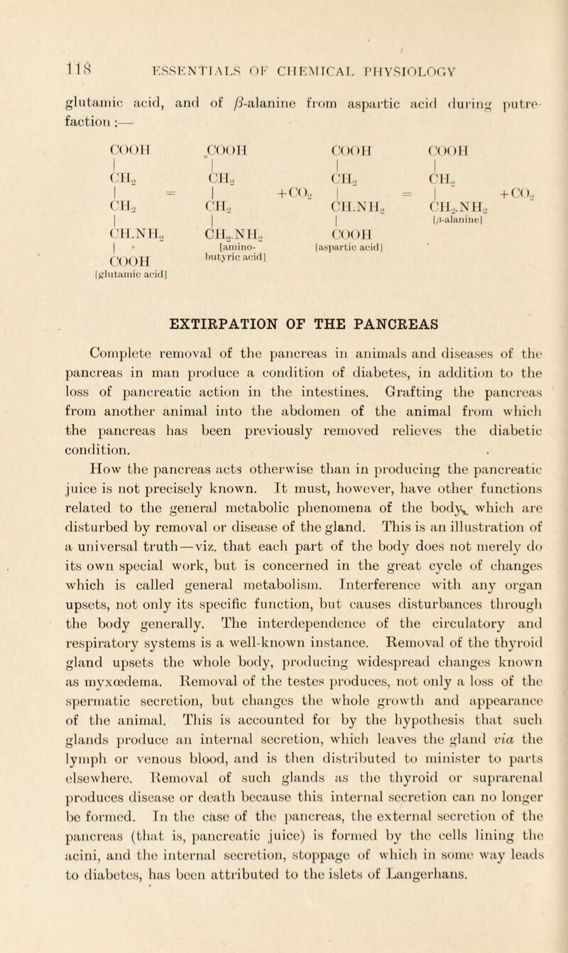 glutamic acid, and of /3-alanine from aspartic acid during putre faction :— COOll i COOH * i COOH 1 COOH 1 CHo CM., CHo CH„ | 1 +COo 1 = I ('ll CHo CH.NHo CHo. N Ho 1 CH.NH, 1 CH„. N Ho i COOH [/j-alanine] 1 • COOH lutamic acid] [amino- butyric acid] [aspartic aeidl EXTIRPATION OF THE PANCREAS Complete removal of the pancreas in animals and diseases of the pancreas in man produce a condition of diabetes, in addition to the loss of pancreatic action in the intestines. Grafting the pancreas from another animal into the abdomen of the animal from which the pancreas has been previously removed relieves the diabetic condition. How the pancreas acts otherwise than in producing the pancreatic juice is not precisely known. It must, however, have other functions related to the general metabolic phenomena of the bod)^ which are disturbed by removal or disease of the gland. This is an illustration of a universal truth—viz. that each part of the body does not merely do its own special work, but is concerned in the great cycle of changes which is called general metabolism. Interference with any organ upsets, not only its specific function, but causes disturbances through the body generally. The interdependence of the circulatory and respiratory systems is a well-known instance. Removal of the thyroid gland upsets the whole body, producing widespread changes known as myxoedema. Removal of the testes produces, not only a loss of the spermatic secretion, but changes the whole growth anil appearance of the animal. This is accounted foi by the hypothesis that such glands produce an internal secretion, which leaves the gland via the lymph or venous blood, and is then distributed to minister to parts elsewhere. Removal of such glands as the thyroid or suprarenal produces disease or death because this internal secretion can no longer be formed. In the case of the pancreas, the external secretion of the pancreas (that is, pancreatic .juice) is formed by the cells lining the acini, and the internal secretion, stoppage of which in some way leads to diabetes, has been attributed to the islets of Langerhans.
