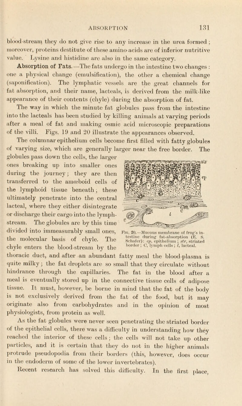 blood-stream they do not give rise to any increase in the urea formed ; moreover, proteins destitute of these amino acids are of inferior nutritive value. Lysine and histidine are also in the same category. Absorption of Fats.—The fats undergo in the intestine two changes : one a physical change (emulsification), the other a chemical change (saponification). The lymphatic vessels are the great channels for fat absorption, and their name, lacteals, is derived from the milk-like appearance of their contents (chyle) during the absorption of fat. The way in which the minute fat globules pass from the intestine into the lacteals has been studied by killing animals at varying periods after a meal of fat and making osmic acid microscopic preparations of the villi. Figs. 19 and 20 illustrate the appearances observed. The columnar epithelium cells become first filled with fatty globules of varying size, which are generally larger near the free border. The globules pass down the cells, the larger ones breaking up into smaller ones during the journey; they are then transferred to the amoeboid cells of the lymphoid tissue beneath, these ultimately penetrate into the central lacteal, where they either disintegrate or discharge their cargo into the lymph- stream. The globules are by this time divided into immeasurably small ones, the molecular basis of chyle. The chyle enters the blood-stream by the thoracic duct, and after an abundant fatty meal the blood-plasma is quite milky; the fat droplets are so small that they circulate without hindrance through the capillaries. The fat in the blood after a meal is eventually stored up in the connective tissue cells of adipose tissue. It must, however, be borne in mind that the fat of the body is not exclusively derived from the fat of the food, but it may originate also from carbohydrates and in the opinion of most physiologists, from protein as well. As the fat globules were never seen penetrating the striated border of the epithelial cells, there was a difficulty in understanding how they reached the interior of these cells; the cells will not take up other particles, and it is certain that they do not in the higher animals protrude pseudopodia from their borders (this, however, does occur in the endoderm of some of the lower invertebrates). Recent research has solved this difficulty. In the first place Fig. 20.—Mucous membrane of frog's in¬ testine during fat-absorption (E. S. Schafer): ep, epithelium ; str, striated border ; C, lymph cells ; l, lacteal.