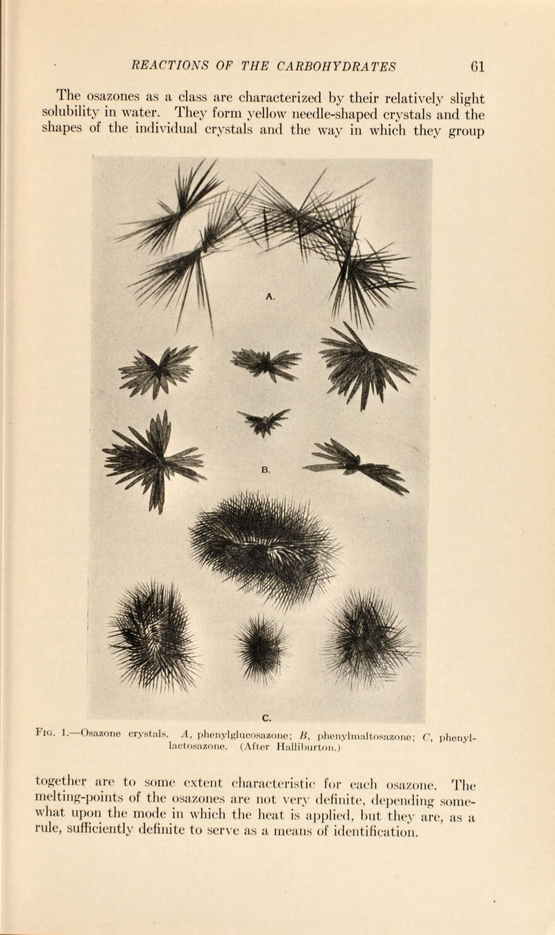 The osazones as a class are characterized by their relatively slight solubility in water. They form yellow needle-shaped crystals and the shapes of the individual crystals and the way in which they group c. Ficj. 1. Osazone crystals. A, phenylglucosazone; B, phenylmaltosazone; C, phenyl- lactosazone. (After Halliburton.) together are to some extent characteristic for each osazone. The melting-points of the osazones are not very definite, depending some¬ what upon the mode in which the heat is applied, but they are, as a rule, sufficiently definite to serve as a means of identification.