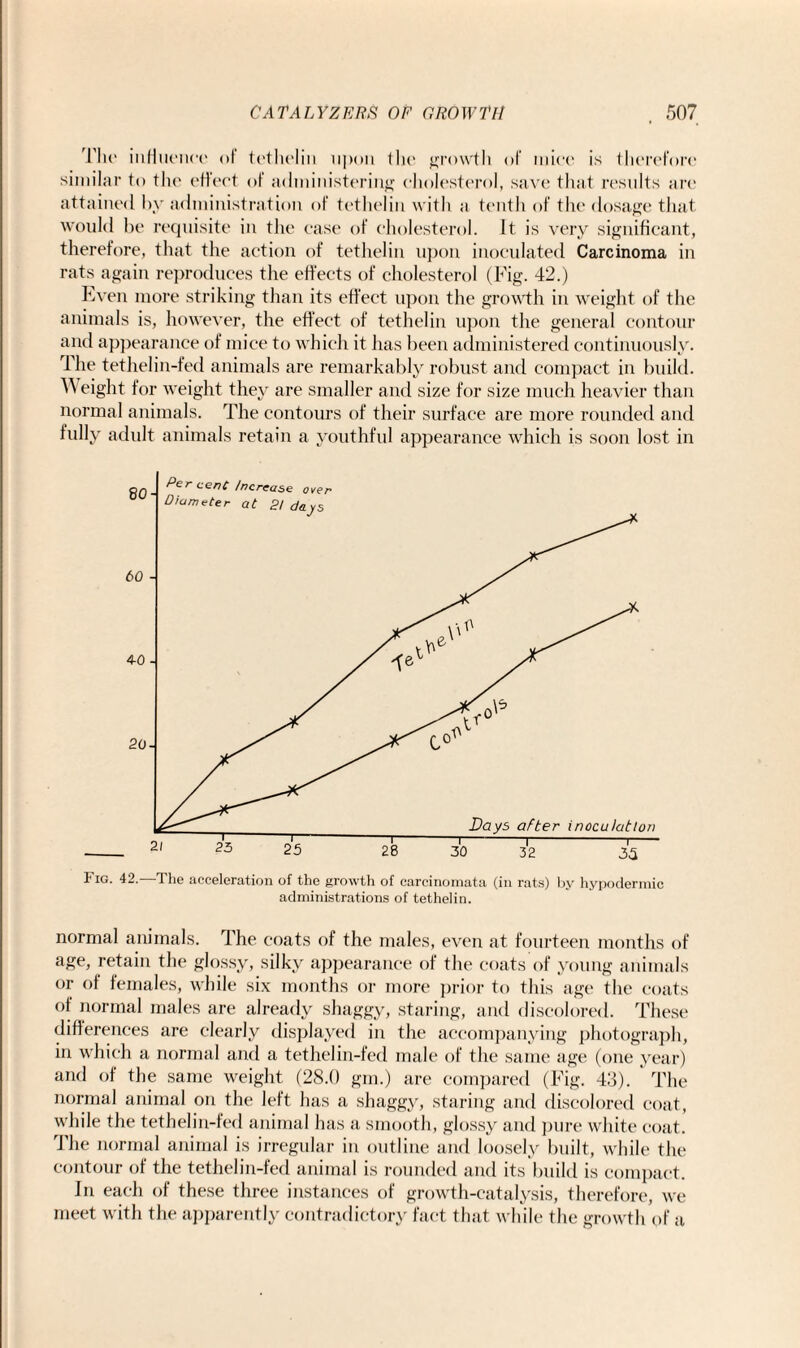 The influence' <>t tcthelin upon the growth of mice is therefore similar to the effect of administering cholesterol, save that results are attained by administration of tethelin with a tenth of the dosage that would be requisite in the ease of cholesterol. It is very significant, therefore, that the action of tethelin upon inoculated Carcinoma in rats again reproduces the effects of cholesterol (Fig. 42.) Even more striking than its effect upon the growth in weight of the animals is, however, the effect of tethelin upon the general contour and appearance of mice to which it has been administered continuously. The tethelin-fed animals are remarkably robust and compact in build. Weight for weight they are smaller and size for size much heavier than normal animals. The contours of their surface are more rounded and fully adult animals retain a youthful appearance which is soon lost in Fig. 42.—The acceleration of the growth of carcinomata (in rats) by hypodermic administrations of tethelin. normal animals. The coats of the males, even at fourteen months of age, retain the glossy, silky appearance of the coats of young animals or of females, while six months or more prior to this age the coats of normal males are already shaggy, staring, and discolored. These differences are clearly displayed in the accompanying photograph, in which a normal and a tethelin-fed male of the same age (one year) and of the same weight (28.0 gm.) are compared (Fig. 43). The normal animal on the left has a shaggy, staring and discolored coat, while the tethelin-fed animal has a smooth, glossy and pure white coat. The normal animal is irregular in outline and loosely built, while the contour of the tethelin-fed animal is rounded and its build is compact. In each of these three instances of growth-catalysis, therefore, we meet with the apparently contradictory fact that while the growth of a