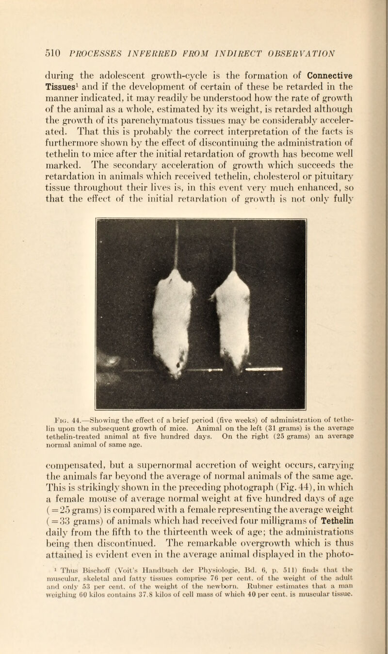 during the adolescent growth-cycle is the formation of Connective Tissues1 and if the development of certain of these he retarded in the manner indicated, it may readily he understood how the rate of growth of the animal as a whole, estimated hy its weight, is retarded although the growth of its parenchymatous tissues may he considerably acceler¬ ated. That this is probably the correct interpretation of the facts is furthermore shown by the effect of discontinuing the administration of tethelin to mice after the initial retardation of growth has become well marked. The secondary acceleration of growth which succeeds the retardation in animals which received tethelin, cholesterol or pituitary tissue throughout their lives is, in this event very much enhanced, so that the effect of the initial retardation of growth is not only fully Fig. 44.—Showing the effect cf a brief period (five weeks) of administration of tethe- lin upon the subsequent growth of mice. Animal on the left (31 grams) is the average tethelin-treated animal at five hundred days. On the right (25 grams) an average normal animal of same age. compensated, but a supernormal accretion of weight occurs, carrying the animals far beyond the average of normal animals of the same age. This is strikingly shown in the preceding photograph (Fig. 44), in which a female mouse of average normal weight at five hundred days of age (= 25 grams) is compared with a female representing the average weight ( = 33 grams) of animals which had received four milligrams of Tethelin daily from the fifth to the thirteenth week of age; the administrations being then discontinued. The remarkable overgrowth which is thus attained is evident even in the average animal displayed in the plioto- 1 Thus Bischoff (Voit's Handbuch der Physiologic, Bd. (i, p. 511) finds that the muscular, skeletal and fatty tissues comprise 70 per cent, of the weight of the adult and only 53 per cent, of the weight of the newborn. Rubner estimates that a man weighing 00 kilos contains 37.8 kilos of cell mass of which 40 per cent, is muscular tissue.