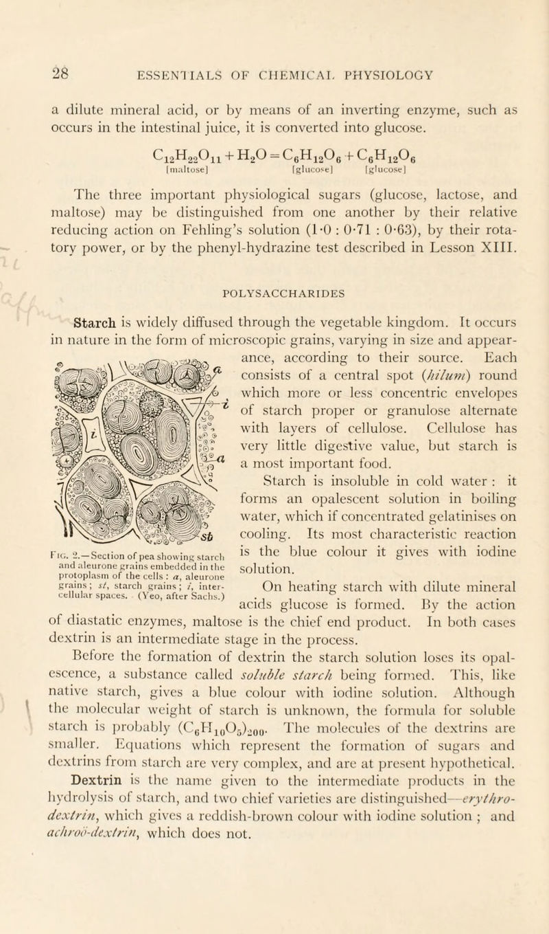 a dilute mineral acid, or by means of an inverting enzyme, such as occurs in the intestinal juice, it is converted into glucose. + H2O = CeHiaOe f (mallosej [glucose) [glucose) The three important physiological sugars (glucose, lactose, and maltose) may be distinguished from one another by their relative reducing action on Fehling’s solution (1-0 : 0-71 : 0-63), by their rota¬ tory power, or by the phenyl-hydrazine test described in Lesson XIII. POLYSACCHARIDES starch is widely diffused through the vegetable kingdom. It occurs in nature in the form of microscopic grains, varying in size and appear¬ ance, according to their source. Each consists of a central spot {/lilum) round which more or less concentric envelopes of starch proper or granulose alternate with layers of cellulose. Cellulose has very little digestive value, but starch is a most important food. Starch is insoluble in cold water : it forms an opalescent solution in boiling water, which if concentrated gelatinises on cooling. Its most characteristic reaction is the blue colour it gives with iodine solution. On heating starch with dilute mineral acids glucose is formed. Ty the action of diastatic enzymes, maltose is the chief end product. In both cases de.xtrin is an intermediate stage in the process. Belore the formation of dextrin the starch solution loses its opal¬ escence, a substance called soluble starch being formed, d'his, like native starch, gives a lilue colour with iodine solution. Although \ the molecular weight of starch is unknown, the formula for soluble starch is jirobably (C(;Hjy05)^ou. The molecules of the dextrins are smaller. Ecpiations which represent the formation of sugars and de.xtrins from starch arc very complex, and are at present hypothetical. Dextrin is the name given to the intermediate jiroducts in the liydrolysis of starch, and two chief varieties are distinguished—erythro- dextrin, which gives a reddish-brown colour with iodine solution ; and achroo-dextrin^ which does not. I It;. 2. —Section of pea showing starch and aleiirone grains einbedded in the protoplasm of the cells : a, alenrone grains ; j/, starch grains ; /, inter¬ cellular spaces. (Veo, after Sachs.)