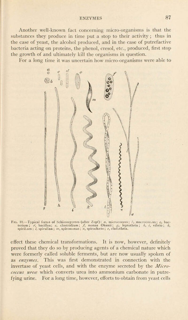 Another well-known fact concerning micro-organisms is that the substances they produce in time put a stojr to their activity ; thus in the case of yeast, the alcohol produced, and in the case of putrefactive bacteria acting on proteins, the phenol, crcsol, etc., produced, first stoji the growth of and ultimately kill the organisms in question. For a long time it was uncertain how micro-organisms were able to Fig. H).—Typical forniS of Schizoniycetes (after Zopf): n, micrococcus; f’, macrococLUS ; c, bac¬ terium; r/, bacillus; c, Clostridium; y, nionas Okenii; leptothrix; //, /, vibrio; A-, spiril.um ; /, spirulina ; spiromonas ; spirochmte; o, cladothrix. effect these chemical transformations. It is now, however, definitely proved that they do so by producing agents of a chemical nature which were formerly called soluble ferments, but are now usually spoken of as enzymes. This was first demonstrated in connection with the invertase of yeast cells, and with the enzyme secreted by the Micro¬ coccus urece which converts urea into ammonium carbonate in putre¬ fying urine. For a long time, however, efforts to obtain from yeast cells