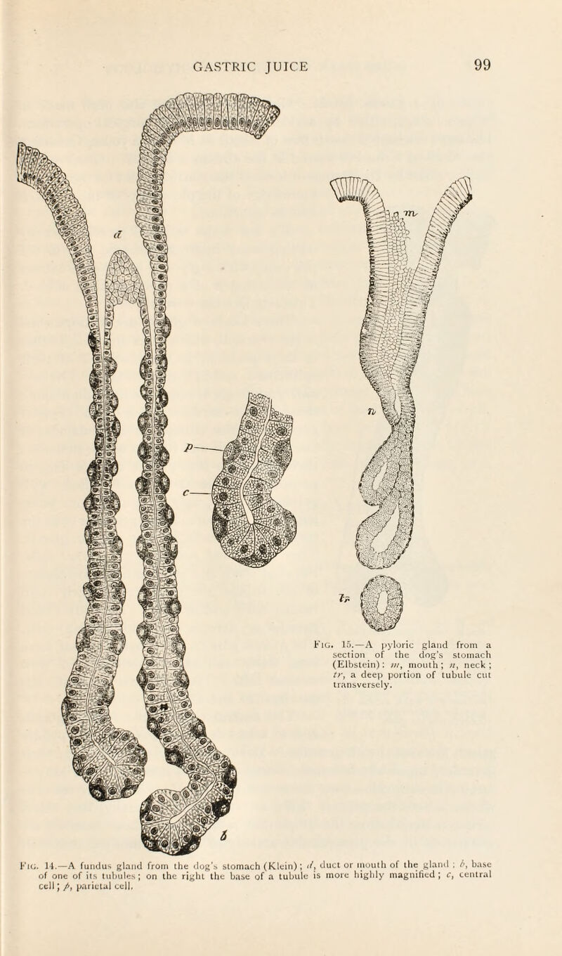 14.—A fundus gland from the dogs stomach (Klein); f/, duct or inouth of the gland ; base of one of its tubules; on the right the base of a tubule is more highly magnified; c, central cell; jjarietal cell.