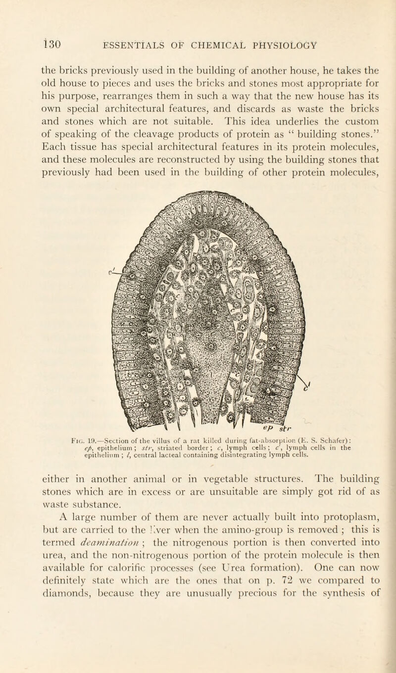 the bricks previously used in the building of another house, he takes the old house to jheces and uses the bricks and stones most appropriate for his purpose, rearranges them in such a way that the new house has its own special architectural features, and discards as waste the bricks and stones which are not suitable. I'his idea underlies the custom of speaking of the cleavage products of protein as “ building stones.” Each tissue has special architectural features in its protein molecules, and these molecules are reconstructed by using the building stones that previously had been used in the building of other protein molecules. Ki(.. 11).—Section of the villus of a rat killed during fat-absorption (K. S. Schafer): r/, epithelium; j/r, striated border; tr, lymph cells; c\ lymph cells in the epithelium ; central lacteal containing disintegrating lymph cells. either in another animal or in vegetable structures. The building stones which are in excess or are unsuitable are simply got rid of as waste substance. A large number of them are never actually built into protoplasm, but are carried to the hver when the amino-group is removed ; this is termed deaniinaiion ; the nitrogenous portion is then converted into urea, and the non-nitrogenous portion of the protein molecule is then available for calorific processes (see Urea formation). One can now definitely state which are the ones that on ]). 72 we compared to diamonds, because they are unusually precious for the synthesis of