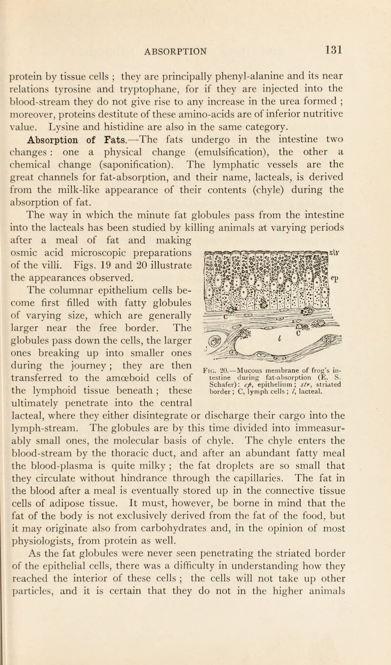protein by tissue cells ; they arc principally phenyl-alanine and its near relations tyrosine and tryptophane, lor if they are injected into the blood-stream they do not give rise to any increase in the urea formed ; moreover, proteins destitute of these amino-acids are of inferior nutritive value. Lysine and histidine are also in the same category. Absorption of Fats.—The fats undergo in the intestine two changes : one a physical change (emulsification), the other a chemical change (saponification). The lymphatic vessels are the great channels for fat-absorption, and their name, lacteals, is derived from the milk-like appearance of their contents (chyle) during the absorption of fat. The way in which the minute fat globules pass from the intestine into the lacteals has been studied by killing animals at varying periods after a meal of fat and making osmic acid microscopic preparations of the villi. Figs. 19 and 20 illustrate the appearances observed. The columnar epithelium cells be¬ come first filled with fatty globules of varying size, which are generally larger near the free border. The globules pass down the cells, the larger ones breaking up into smaller ones during the journey; they are then transferred to the amoeboid cells of the lymphoid tissue beneath; these ultimately penetrate into the central lacteal, where they either disintegrate or discharge their cargo into the lymph-stream. The globules are by this time divided into immeasur¬ ably small ones, the molecular basis of chyle. The chyle enters the blood-stream by the thoracic duct, and after an abundant fatty meal the blood-plasma is quite milky ; the fat droplets arc so small that they circulate without hindrance through the capillaries. The fat in the blood after a meal is eventually stored up in the connective tissue cells of adipose tissue. It must, however, be borne in mind that the fat of the body is not exclusively derived from the fat of the food, but it may originate also from carbohydrates and, in the opinion of most physiologists, from protein as well. As the fat globules were never seen penetrating the striated border of the epithelial cells, there was a difficulty in understanding how they reached the interior of these cells ; the cells will not take up other particles, and it is certain that they do not in the higher animals Fig. 20.—Mucous membrane of frog’s in¬ testine during fat-absorption (E. S. Schafer): epy epithelium; str^ striated border ; C, lymph cells ; /, lacteal.