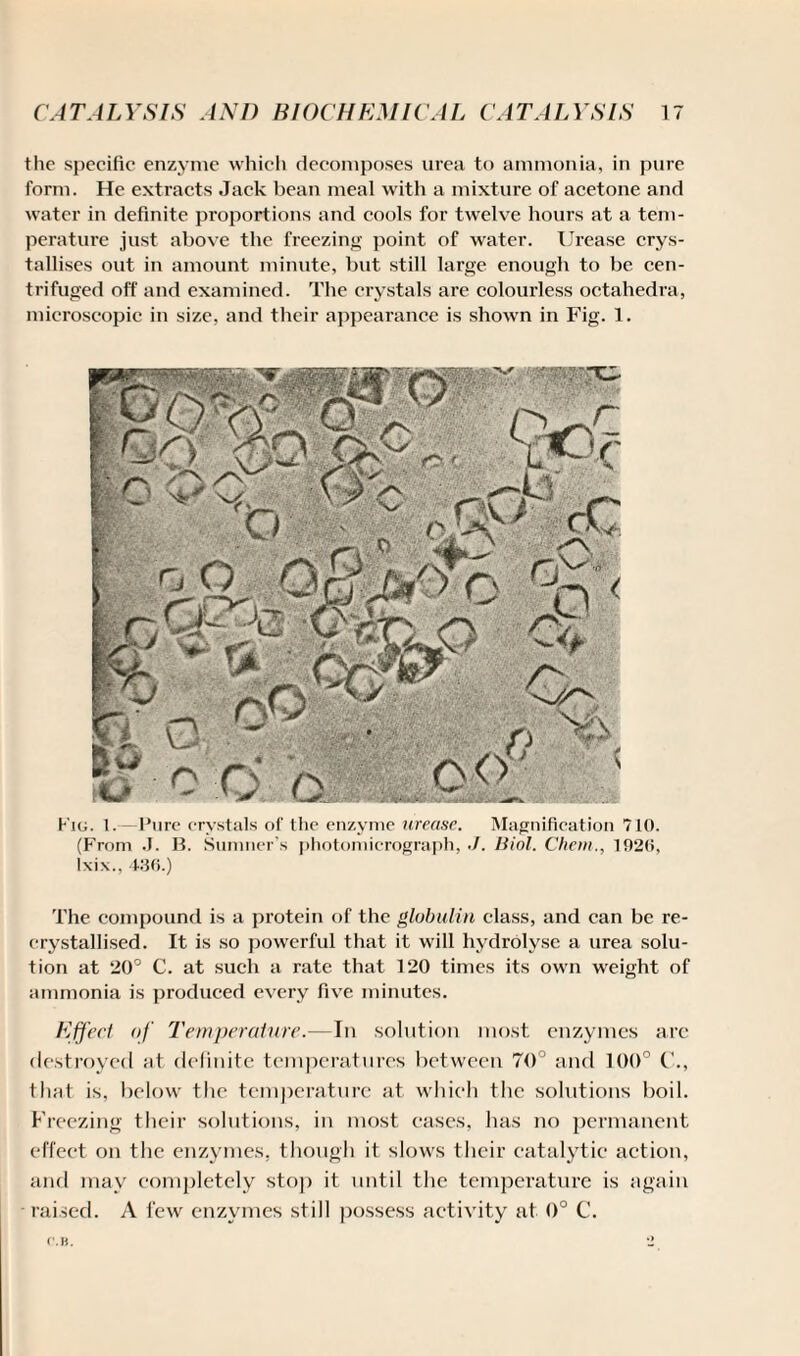 the specific enzyme which decomposes urea to ammonia, in pure form. He extracts Jack bean meal with a mixture of acetone and water in definite proportions and cools for twelve hours at a tem¬ perature just above the freezing point of water. Urease crys¬ tallises out in amount minute, but still large enough to be cen¬ trifuged off and examined. The crystals are colourless octahedra, microscopic in size, and their appearance is shown in Fig. 1. Fig. 1. Pure crystals of the enzyme urease. Magnification 710. (From .1. B. Sumner's photomicrograph, Biol. Chem., 1020, Ixix., 436.) The compound is a protein of the globulin class, and can be re- crystallised. It is so powerful that it will hydrolyse a urea solu¬ tion at 20° C. at such a rate that 120 times its own weight of ammonia is produced every five minutes. Effect of Temperature.—In solution most enzymes are destroyed at definite temperatures between 70° and 100° C., that is, below the temperature at whieh the solutions boil. Freezing their solutions, in most cases, has no permanent effect on the enzymes, though it slows their catalytic action, and may completely stop it until the temperature is again raised. A few enzymes still possess activity at 0° C. c.u.