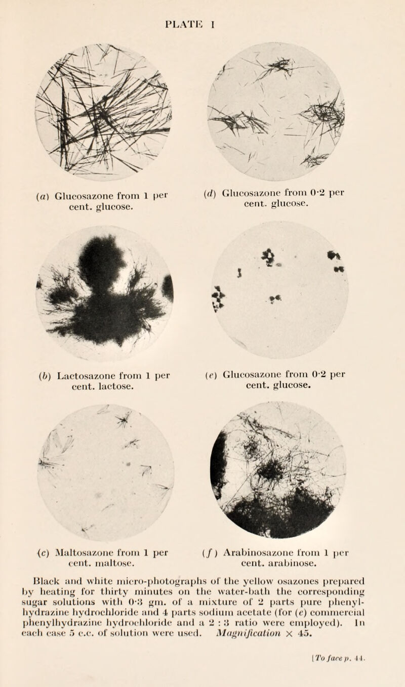 PLATK ! (a) Glucosazone from 1 |>er cent, glucose. (d) Glucosazone from 0-2 per cent, glucose. (b) Lactosazone from 1 per cent, lactose. (e) Glucosazone from 0-2 per cent, glucose. (c) Maltosazone from 1 per (/) Arabinosazone from 1 per cent, maltose. cent, arabinose. Black and white micro-photographs of the yellow osazones prepared by heating for thirty minutes on the water-bath the corresponding sugar solutions with ()■:$ gm. of a mixture of 2 parts pure phenyl- hydrazine hydrochloride and 4 parts sodium acetate (for (e) commercial phenylhydrazine hydrochloride and a 2 : :i ratio were employed). In cat'll case 5 c.c. of solution were used. Magnification X 45. | To face />. I I.
