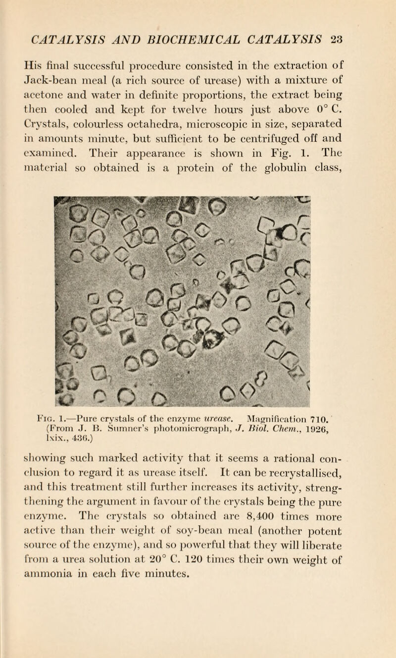 His final successful procedure consisted in the extraction of Jack-bean meal (a rich source of urease) with a mixture of acetone and water in definite proportions, the extract being then cooled and kept for twelve hours just above 0° C. Crystals, colourless octahedra, microscopic in size, separated in amounts minute, but sufficient to be centrifuged off and examined. Their appearance is shown in Fig. 1. The material so obtained is a protein of the globulin class, Fig. 1.—Pure crystals of the enzyme urease. Magnification 710. (From J. B. Sumner’s photomicrograph, ./. Biol. Chem., 1926, l\ix., 436.) showing such marked activity that it seems a rational con¬ clusion to regard it as urease itself. It can be recrystallised, and this treatment still further increases its activity, streng¬ thening the argument in favour of the crystals being the pure enzyme. The crystals so obtained are 8,400 times more active than their weight of soy-bean meal (another potent source of the enzyme), and so powerful that they will liberate from a urea solution at 20° C. 120 times their own weight of ammonia in each five minutes.