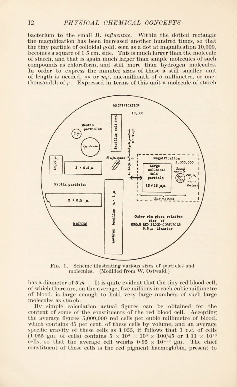 bacterium to the small B. influenzae. Within the dotted rectangle the magnification has been increased another hundred times, so that the tiny particle of colloidal gold, seen as a dot at magnification 10,000, becomes a square of 1*5 cm. side. This is much larger than the molecule of starch, and that is again much larger than simple molecules of such compounds as chloroform, and still more than hydrogen molecules. In order to express the minuter sizes of these a still smaller unit of length is needed, gg or mg, one-millionth of a millimetre, or one- thousandth of g. Expressed in terms of this unit a molecule of starch Fig. 1. Scheme illustrating various sizes of particles and molecules. (Modified from W. Ostwald.) has a diameter of 5 m . It is quite evident that the tiny red blood cell, of which there are, on the average, five millions in each cubic millimetre of blood, is large enough to hold very large numbers of such large molecules as starch. By simple calculation actual figures can be obtained for the content of some of the constituents of the red blood cell. Accepting the average figures 5,000,000 red cells per cubic millimetre of blood, which contains 45 per cent, of these cells by volume, and an average specific gravity of these cells as 1-055, it follows that 1 c.c. of cells (1-055 gm. of cells) contains 5 X 106 X 103 X 100/45 or 1-11 X 1010 cells, so that the average cell weighs 0-95 x 10-10 gm. The chief constituent of these cells is the red pigment haemoglobin, present to