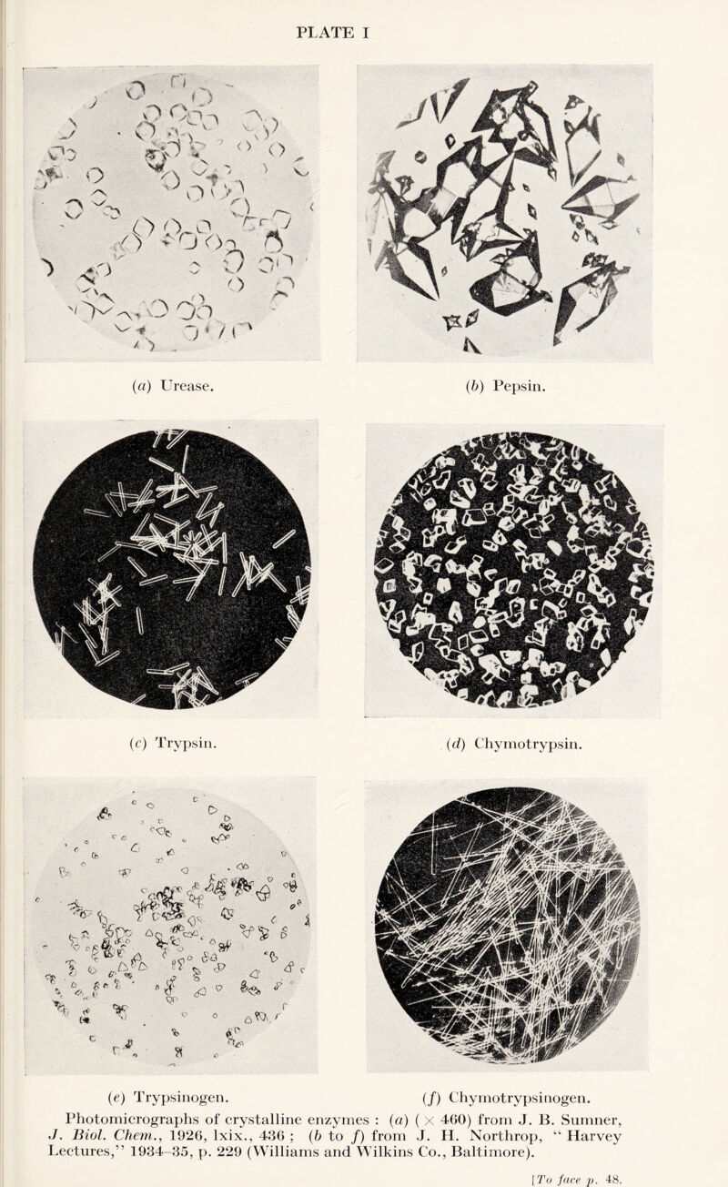 PLATE I (a) Urease. (b) Pepsin. (e) Trypsinogen. (/) Chymotrypsinogen. Photomicrographs of crystalline enzymes : (a) ( X 460) from J. B. Sumner, J. Biol. Chem., 1926, lxix., 436 ; (b to /) from J. H. Northrop, “ Harvey Lectures,” 1934-35, p. 229 (Williams and Wilkins Co., Baltimore). [To face p. 48.
