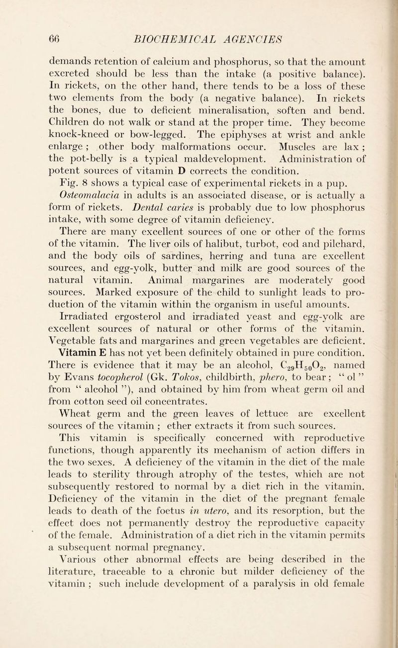 demands retention of calcium and phosphorus, so that the amount excreted should be less than the intake (a positive balance). In rickets, on the other hand, there tends to be a loss of these two elements from the body (a negative balance). In rickets the bones, due to deficient mineralisation, soften and bend. Children do not walk or stand at the proper time. They become knock-kneed or bow-legged. The epiphyses at wrist and ankle enlarge ; other body malformations occur. Muscles are lax ; the pot-belly is a typical maldevelopment. Administration of potent sources of vitamin D corrects the condition. Fig. 8 shows a typical case of experimental rickets in a pup. Osteomalacia in adults is an associated disease, or is actually a form of rickets. Dental caries is probably due to low phosphorus intake, with some degree of vitamin deficiency. There are many excellent sources of one or other of the forms of the vitamin. The liver oils of halibut, turbot, cod and pilchard, and the body oils of sardines, herring and tuna are excellent sources, and egg-yolk, butter and milk are good sources of the natural vitamin. Animal margarines are moderately good sources. Marked exposure of the child to sunlight leads to pro¬ duction of the vitamin within the organism in useful amounts. Irradiated ergosterol and irradiated yeast and egg-yolk are excellent sources of natural or other forms of the vitamin. Vegetable fats and margarines and green vegetables are deficient . Vitamin E has not yet been definitely obtained in pure condition. There is evidence that it may be an alcohol, C29H50O2, named by Evans tocopherol (Gk. Tokos, childbirth, phero, to bear; “ ol ” from “ alcohol ”), and obtained by him from wheat germ oil and from cotton seed oil concentrates. Wheat germ and the green leaves of lettuce are excellent sources of the vitamin ; ether extracts it from such sources. This vitamin is specifically concerned with reproductive functions, though apparently its mechanism of action differs in the two sexes. A deficiency of the vitamin in the diet of the male leads to sterility through atrophy of the testes, which are not subsequently restored to normal by a diet rich in the vitamin. Deficiency of the vitamin in the diet of the pregnant female leads to death of the foetus in ntero, and its resorption, but the effect does not permanently destroy the reproductive capacity of the female. Administration of a diet rich in the vitamin permits a subsequent normal pregnancy. Various other abnormal effects are being described in the literature, traceable to a chronic but milder deficiency of the vitamin ; such include development of a paralysis in old female