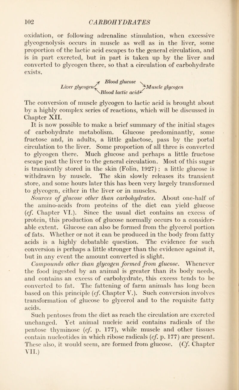 oxidation, or following adrenaline stimulation, when excessive glycogenolysis occurs in muscle as well as in the liver, some proportion of the lactic acid escapes to the general circulation, and is in part excreted, but in part is taken up by the liver and converted to glycogen there, so that a circulation of carbohydrate exists. -Tf Blood glucose \ Liver glycogen^ pMuscle glycogen \Blood lactic acid^ The conversion of muscle glycogen to lactic acid is brought about by a highly complex series of reactions, which will be discussed in Chapter XII. It is now possible to make a brief summary of the initial stages of carbohydrate metabolism. Glucose predominantly, some fructose and, in adults, a little galactose, pass by the portal circulation to the liver. Some proportion of all three is converted to glycogen there. Much glucose and perhaps a little fructose escape past the liver to the general circulation. Most of this sugar is transiently stored in the skin (Folin, 1927) ; a little glucose is withdrawn by muscle. The skin slowly releases its transient store, and some hours later this has been very largely transformed to glycogen, either in the liver or in muscles. Sources of glucose other than carbohydrates. About one-half of the amino-acids from proteins of the diet can yield glucose (cf. Chapter VI.). Since the usual diet contains an excess of protein, this production of glucose normally occurs to a consider¬ able extent. Glucose can also be formed from the glycerol portion of fats. Whether or not it can be produced in the body from fatty acids is a highly debatable question. The evidence for such conversion is perhaps a little stronger than the evidence against it, but in any event the amount converted is slight. Compounds other than glycogen formed from glucose. Whenever the food ingested by an animal is greater than its body needs, and contains an excess of carbohydrate, this excess tends to be converted to fat. The fattening of farm animals has long been based on this principle (cf. Chapter V.). Such conversion involves transformation of glucose to glycerol and to the requisite fatty acids. Such pentoses from the diet as reach the circulation are excreted unchanged. Yet animal nucleic acid contains radicals of the pentose thyminose (cf. p. 177), while muscle and other tissues contain nucleotides in which ribose radicals (cf. p. 177) are present. These also, it would seem, are formed from glucose. (Cf. Chapter VII.)