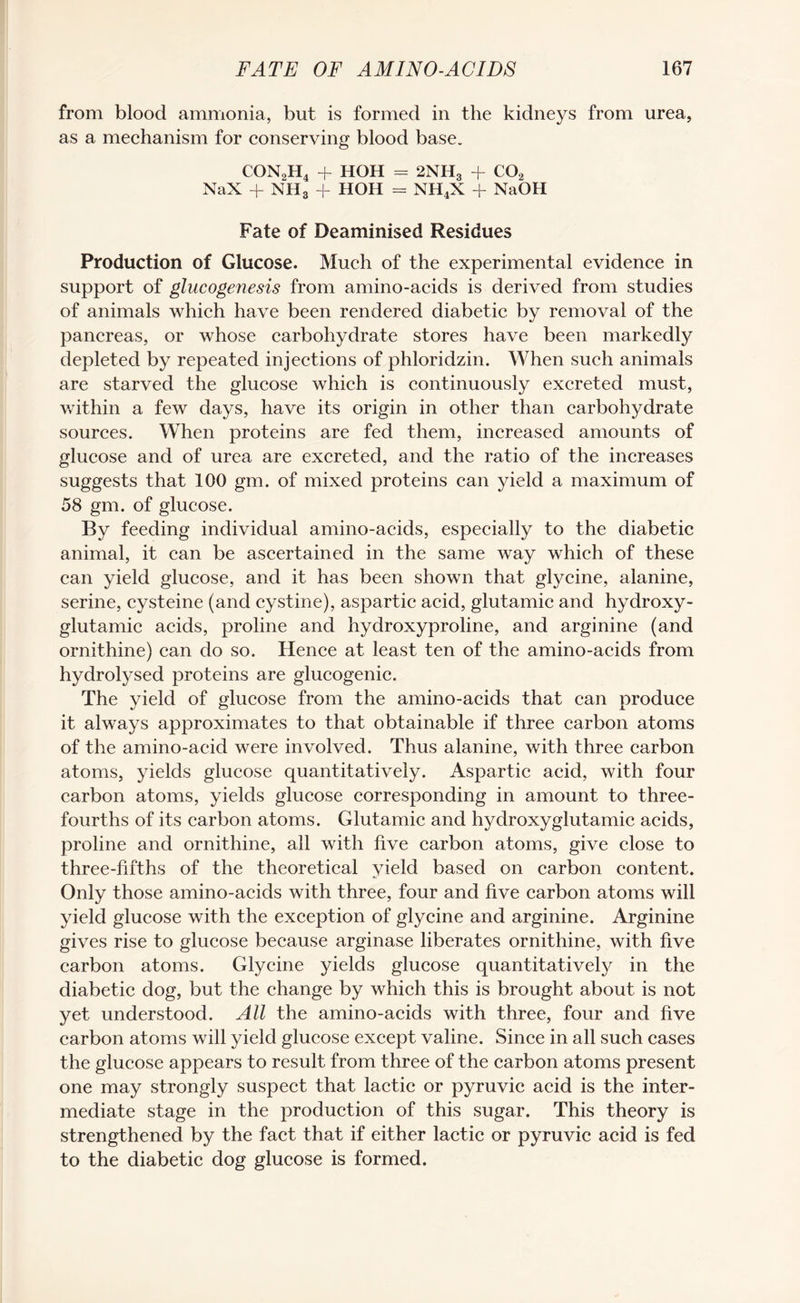 from blood ammonia, but is formed in the kidneys from urea, as a mechanism for conserving blood base. CON2H4 + HOH = 2NH3 + CO, NaX + NH3 + HOH = NH4X + NaOH Fate of Deaminised Residues Production of Glucose. Much of the experimental evidence in support of glucogenesis from amino-acids is derived from studies of animals which have been rendered diabetic by removal of the pancreas, or whose carbohydrate stores have been markedly depleted by repeated injections of phloridzin. When such animals are starved the glucose which is continuously excreted must, within a few days, have its origin in other than carbohydrate sources. When proteins are fed them, increased amounts of glucose and of urea are excreted, and the ratio of the increases suggests that 100 gm. of mixed proteins can yield a maximum of 58 gm. of glucose. By feeding individual amino-acids, especially to the diabetic animal, it can be ascertained in the same way which of these can yield glucose, and it has been shown that glycine, alanine, serine, cysteine (and cystine), aspartic acid, glutamic and hydroxy- glutamic acids, proline and hydroxyproline, and arginine (and ornithine) can do so. Hence at least ten of the amino-acids from hydrolysed proteins are glucogenic. The yield of glucose from the amino-acids that can produce it always approximates to that obtainable if three carbon atoms of the amino-acid were involved. Thus alanine, with three carbon atoms, yields glucose quantitatively. Aspartic acid, with four carbon atoms, yields glucose corresponding in amount to three- fourths of its carbon atoms. Glutamic and hydroxyglutamic acids, proline and ornithine, all with five carbon atoms, give close to three-fifths of the theoretical yield based on carbon content. Only those amino-acids with three, four and five carbon atoms will yield glucose with the exception of glycine and arginine. Arginine gives rise to glucose because arginase liberates ornithine, with five carbon atoms. Glycine yields glucose quantitatively in the diabetic dog, but the change by which this is brought about is not yet understood. All the amino-acids with three, four and five carbon atoms will yield glucose except valine. Since in all such cases the glucose appears to result from three of the carbon atoms present one may strongly suspect that lactic or pyruvic acid is the inter¬ mediate stage in the production of this sugar. This theory is strengthened by the fact that if either lactic or pyruvic acid is fed to the diabetic dog glucose is formed.