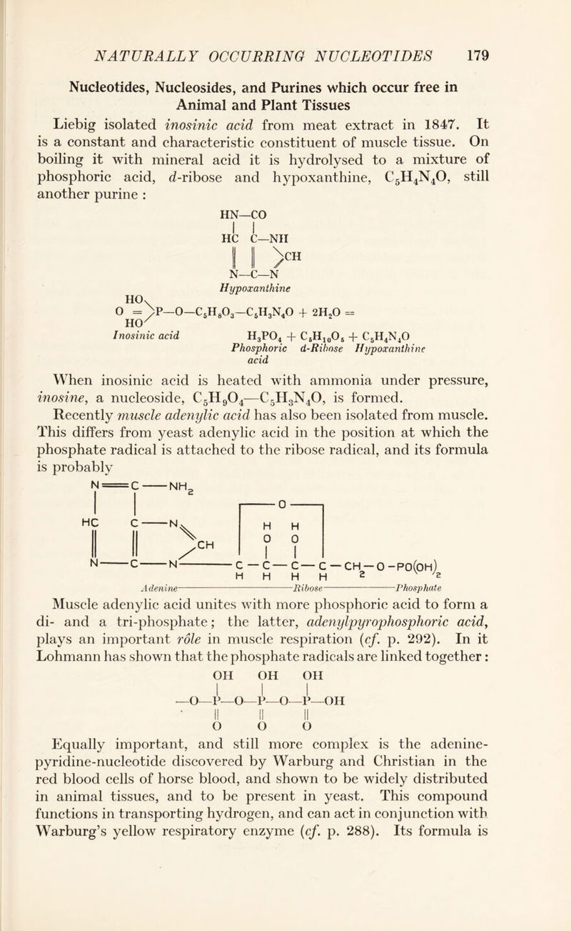 Nucleotides, Nucleosides, and Purines which occur free in Animal and Plant Tissues Liebig isolated inosinic acid from meat extract in 1847. It is a constant and characteristic constituent of muscle tissue. On boiling it with mineral acid it is hydrolysed to a mixture of phosphoric acid, d-ribose and hypoxanthine, C5H4N40, still another purine : HN—CO I i HC C— N- NII \cH / C—N HOn o = ^p-o-c5h8o3 HCK Hypoxanthine C6H3N40 + 2HaO - Inosinic acid H3P04 + C6H10O5 + C5H4N40 Phosphoric d-Rihose Hypoxanthine acid When inosinic acid is heated with ammonia under pressure, inosine, a nucleoside, C5H904—C5H3N40, is formed. Recently muscle adenylic acid has also been isolated from muscle. This differs from yeast adenylic acid in the position at which the phosphate radical is attached to the ribose radical, and its formula is probably N HC NH '2 -0- : c N\ H H 0 0 1 1 N- Adenine- c — c—c— c H H H H -Ribose— CH —0 2 -PO(oh)2 —Phosphate Muscle adenylic acid unites with more phosphoric acid to form a di- and a tri-phosphate; the latter, adenylpyrophosphoric acid, plays an important role in muscle respiration (cf. p. 292). In it Lohmann has shown that the phosphate radicals are linked together: OH OH OH I I I —O—P—O—P—O—P—OH I! II II o o o Equally important, and still more complex is the adenine- pyridine-nucleotide discovered by Warburg and Christian in the red blood cells of horse blood, and shown to be widely distributed in animal tissues, and to be present in yeast. This compound functions in transporting hydrogen, and can act in conjunction with Warburg’s yellow respiratory enzyme (cf. p. 288). Its formula is