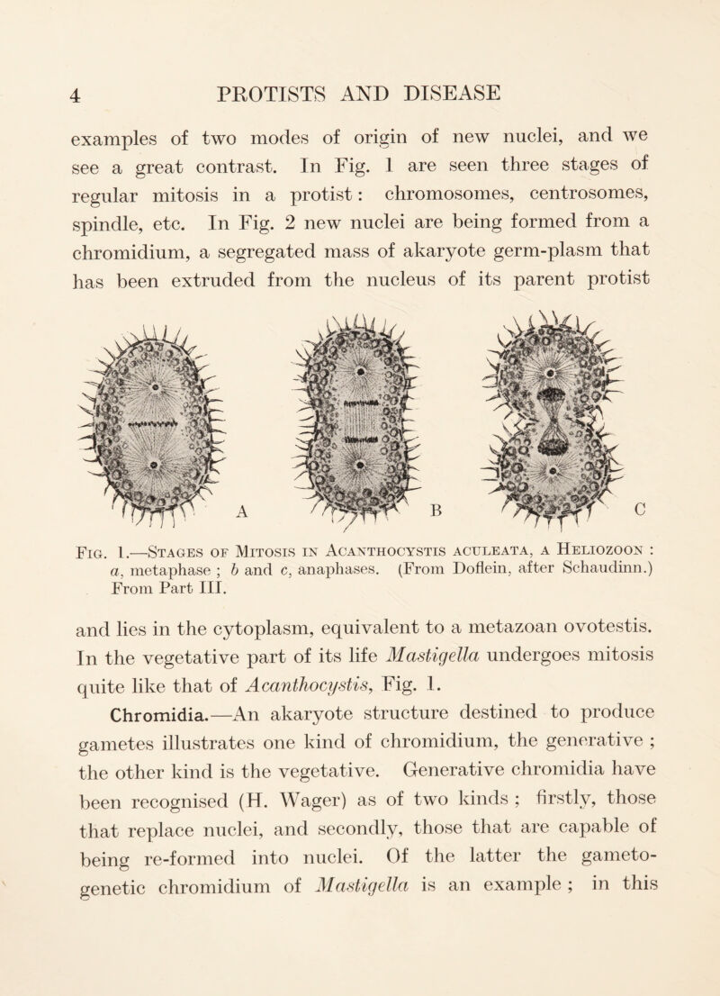 examples of two modes of origin of new nuclei, and we see a great contrast. In Fig. 1 are seen three stages of regular mitosis in a protist: chromosomes, centrosomes, spindle, etc. In Fig. 2 new nuclei are being formed from a chromidium, a segregated mass of akaryote germ-plasm that has been extruded from the nucleus of its parent protist Fig. i—Stages of Mitosis in Acanthocystis aculeata, a Heliozoon : a, metaphase ; b and c, anaphases. (From Doflein, after Schaudinn.) From Part III. and lies in the cytoplasm, equivalent to a metazoan ovotestis. In the vegetative part of its life Mastigella undergoes mitosis quite like that of Acanthocystis, Fig. I. Chromidia.—An akaryote structure destined to produce gametes illustrates one kind of chromidium, the generative ; the other kind is the vegetative. Generative chromidia have been recognised (H. Wager) as of two kinds ; firstly, those that replace nuclei, and secondly, those that are capable of being re-formed into nuclei. Of the latter the gameto- genetic chromidium of Mastigella is an example ; in this