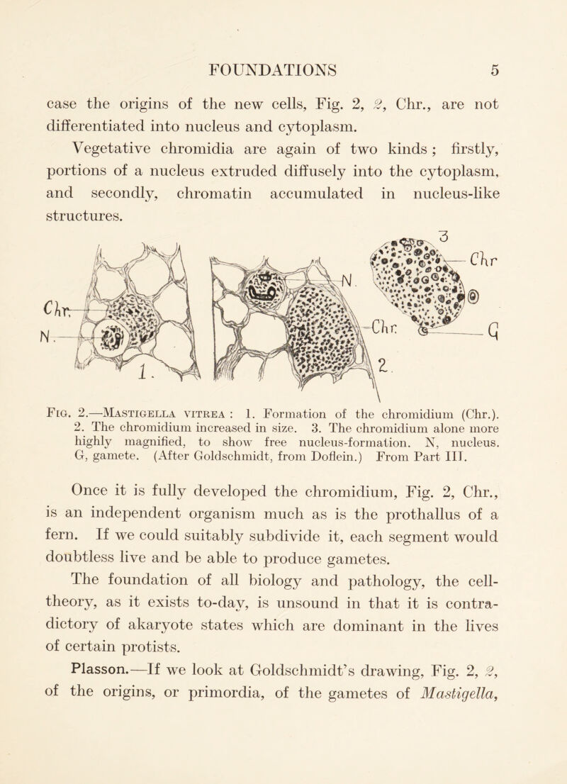 case the origins of the new cells, Fig. 2, 2, Chr., are not differentiated into nucleus and cytoplasm. Vegetative chromidia are again of two kinds ; firstly, portions of a nucleus extruded diffusely into the cytoplasm, and secondly, chromatin accumulated in nucleus-like structures. Fig. 2.—Mastigella vitrea : 1. Formation of the chromidium (Chr.). 2. The chromidium increased in size. 3. The chromidium alone more highly magnified, to show free nucleus-formation. N, nucleus. G, gamete. (After Goldschmidt, from Doflein.) From Part III. Once it is fully developed the chromidium, Fig. 2, Chr., is an independent organism much as is the prothallus of a fern. If we could suitably subdivide it, each segment would doubtless live and be able to produce gametes. The foundation of all biology and pathology, the cell- theory, as it exists to-day, is unsound in that it is contra¬ dictory of akaryote states which are dominant in the lives of certain protists. Plasson.—If we look at Goldschmidt’s drawing, Fig. 2, 2, of the origins, or primordia, of the gametes of Mastigella,