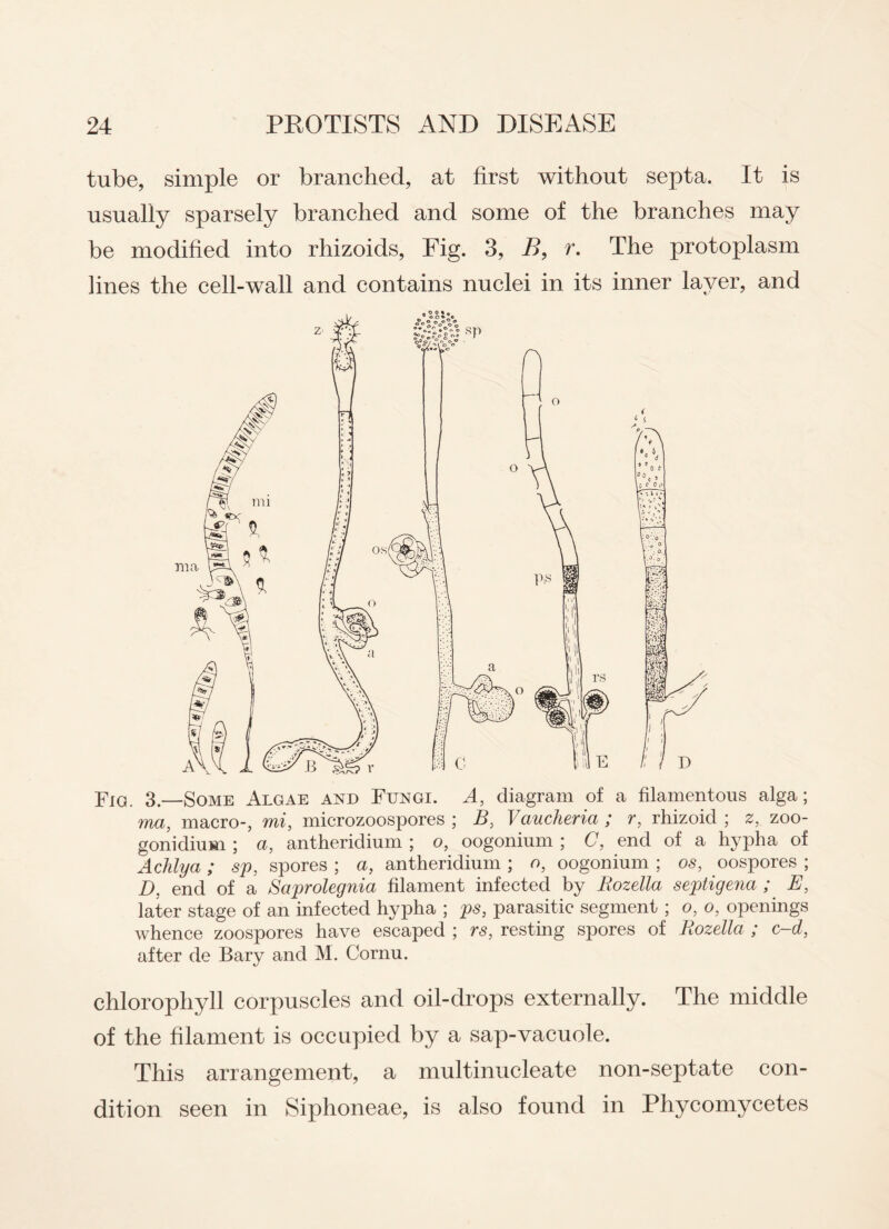 tube, simple or branched, at first without septa. It is usually sparsely branched and some of the branches may be modified into rhizoids, Fig. 3, B, r. The protoplasm lines the cell-wall and contains nuclei in its inner layer, and Fid. 3.—Some Algae and Fungi. A, diagram of a filamentous alga; ma, macro-, mi, microzoospores ; B, Vaucheria ; r, rhizoid ; z, zoo- gonidium ; a, antheridium ; o, oogonium ; C, end of a hypha of Achlya ; sp, spores ; a, antheridium ; o, oogonium ; os, oospores ; D, end of a Saprolegnia filament infected by Rozella septigena ; E, later stage of an infected hypha ; ps, parasitic segment ; o, o, openings whence zoospores have escaped ; rs, resting spores of Rozella ; c-d, after de Bary and M. Cornu. chlorophyll corpuscles and oil-drops externally. The middle of the filament is occupied by a sap-vacuole. This arrangement, a multinucleate non-septate con¬ dition seen in Siphoneae, is also found in Phycomycetes